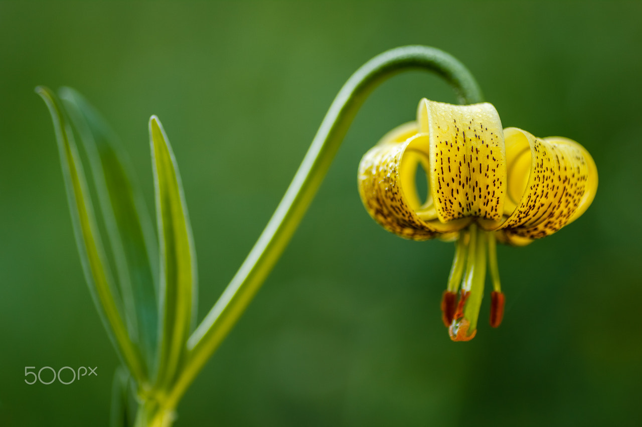 Canon EOS 60D + Tamron SP AF 90mm F2.8 Di Macro sample photo. Lilium pyrenaicum photography