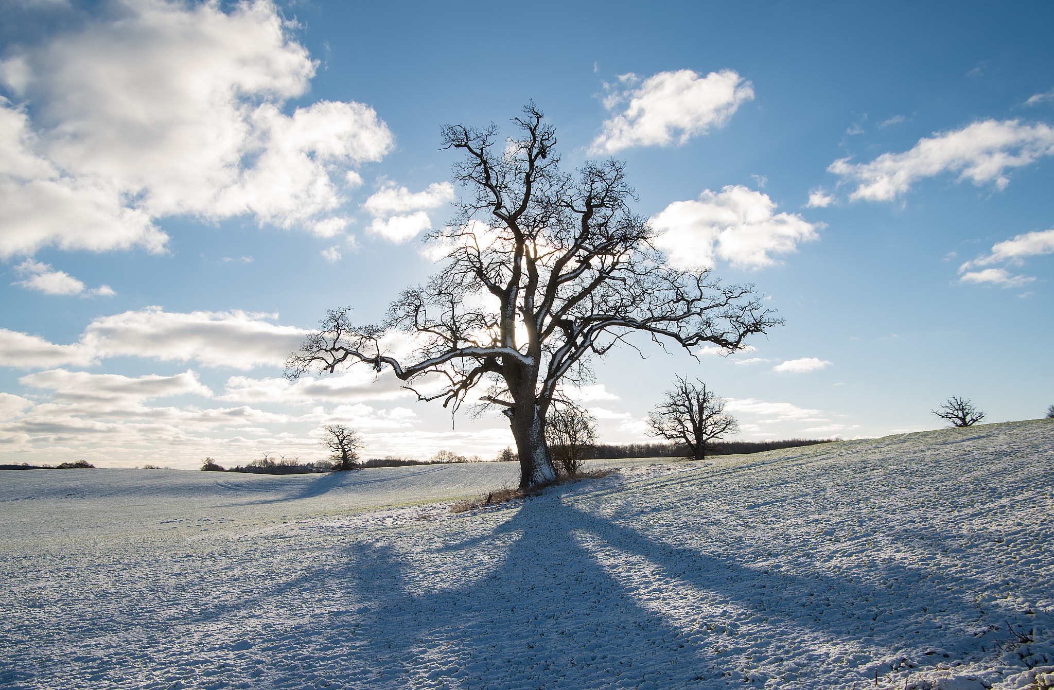 Pentax K-50 sample photo. The old tree photography