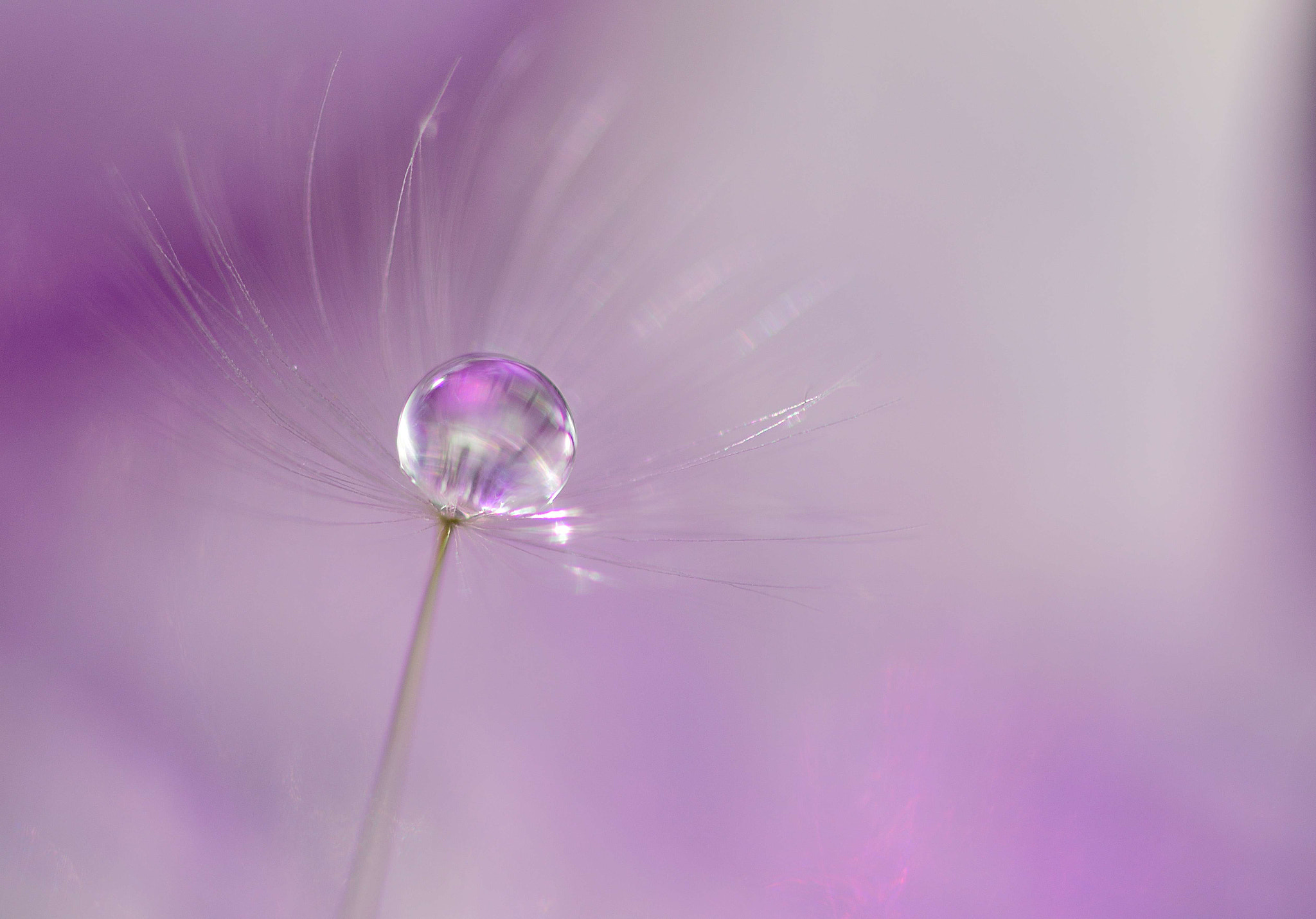 Sigma 105mm F2.8 EX DG OS HSM sample photo. Tender drop photography