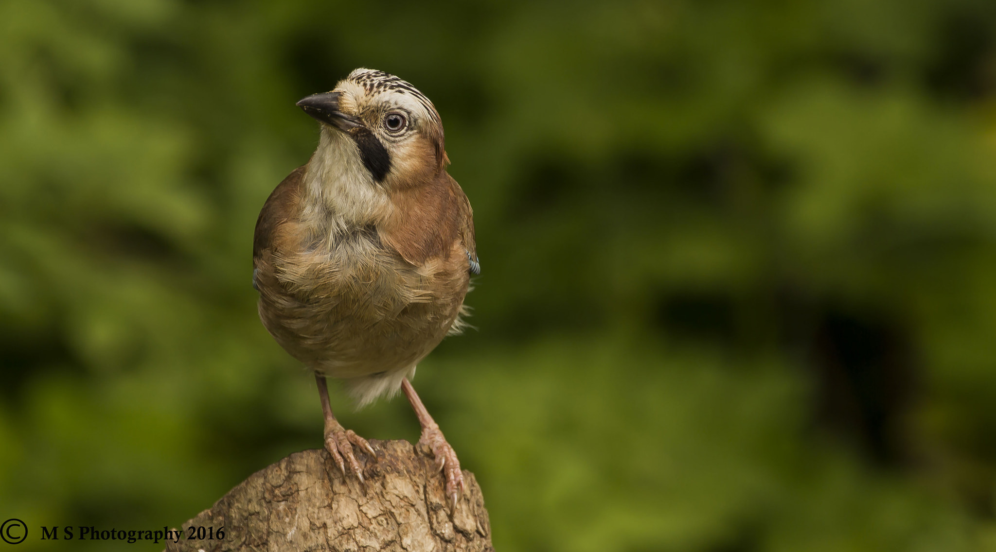 Canon EF 70-300mm F4-5.6L IS USM sample photo. Jay photography
