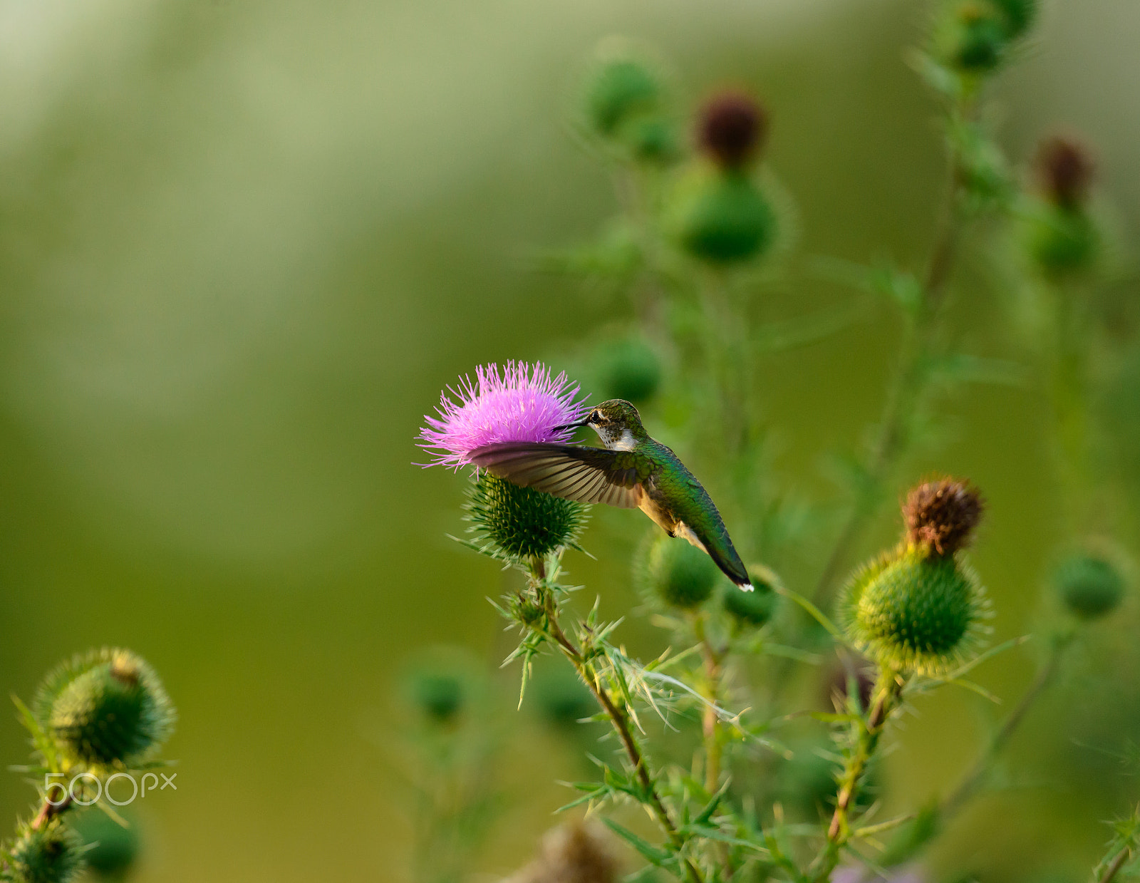 Nikon D800 + Nikon AF-S Nikkor 500mm F4G ED VR sample photo. Ruby throated hummingbird and thistles photography