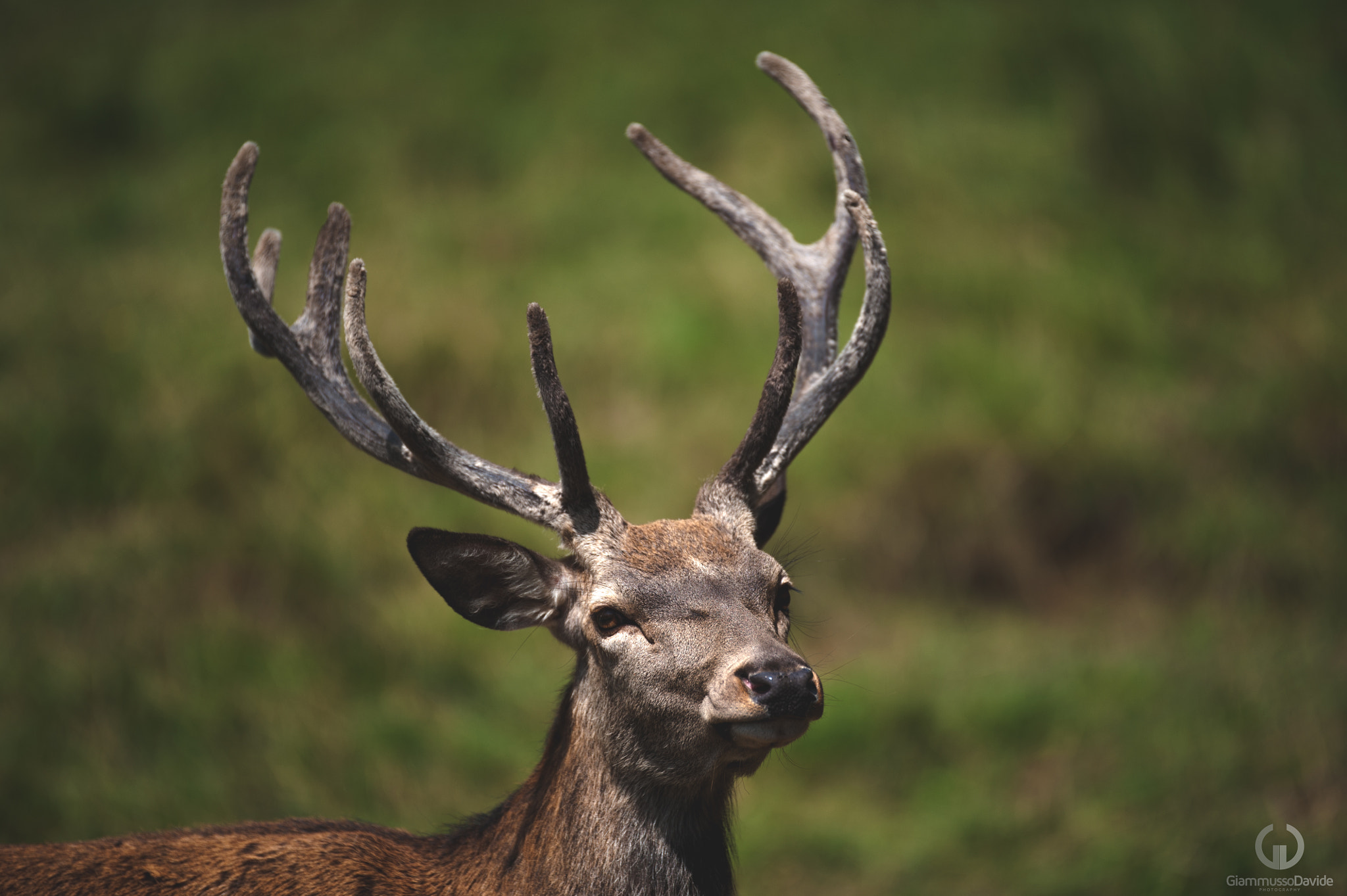 Nikon D3 sample photo. Deer portrait... photography