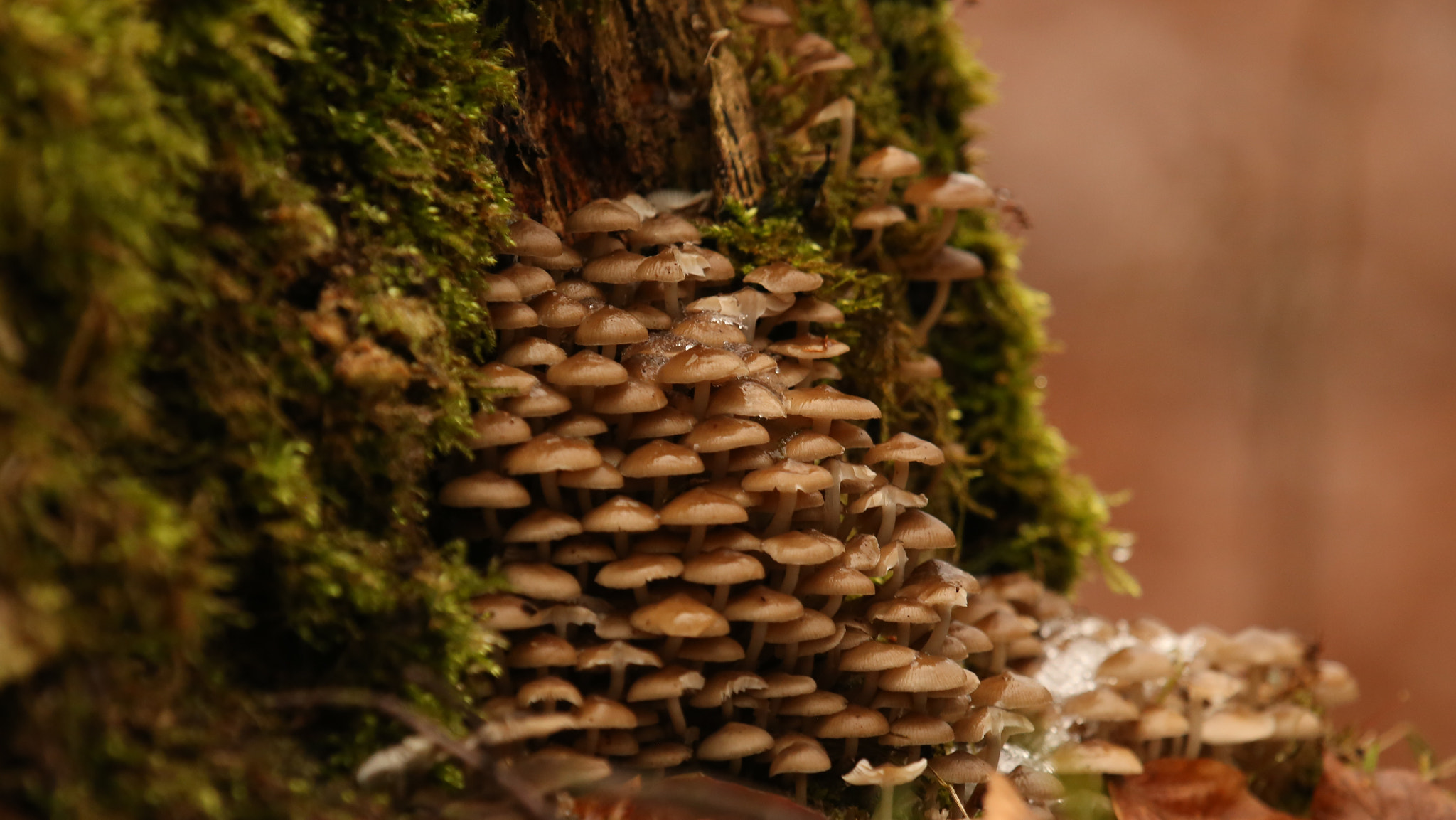 Canon EF 70-200mm F2.8L IS II USM sample photo. Waldpilze photography