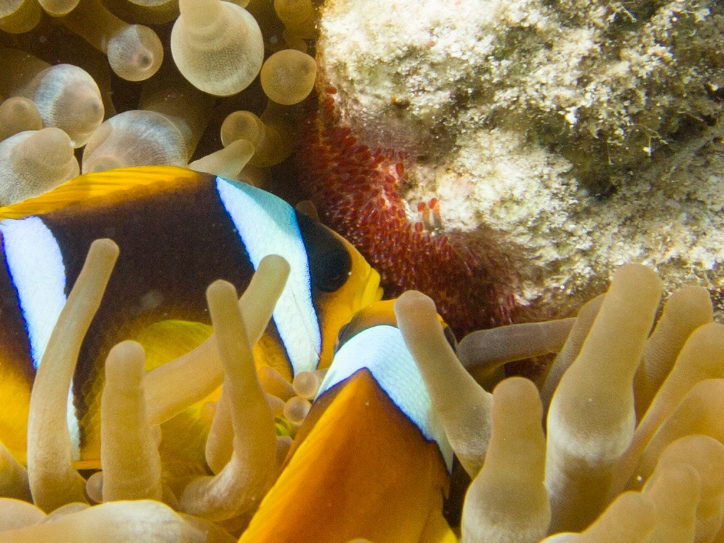 Olympus M.Zuiko Digital 14-42mm F3.5-5.6 II R sample photo. Clownfish nurturing eggs photography