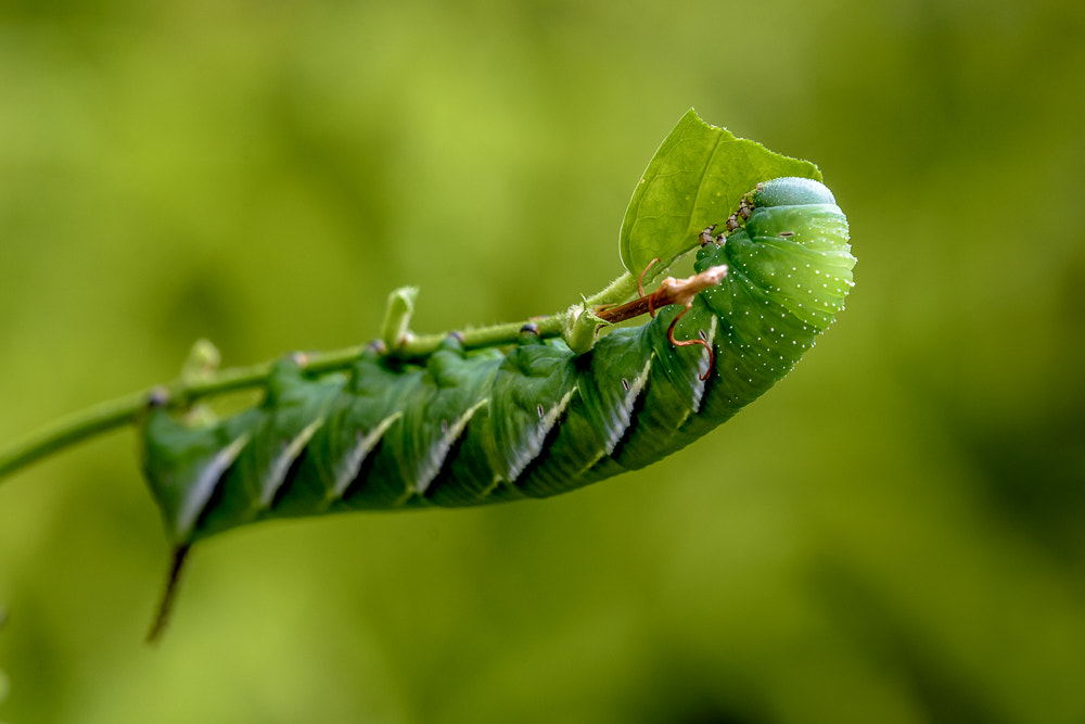 Sigma 150mm F2.8 EX DG Macro HSM sample photo. Gree menace photography