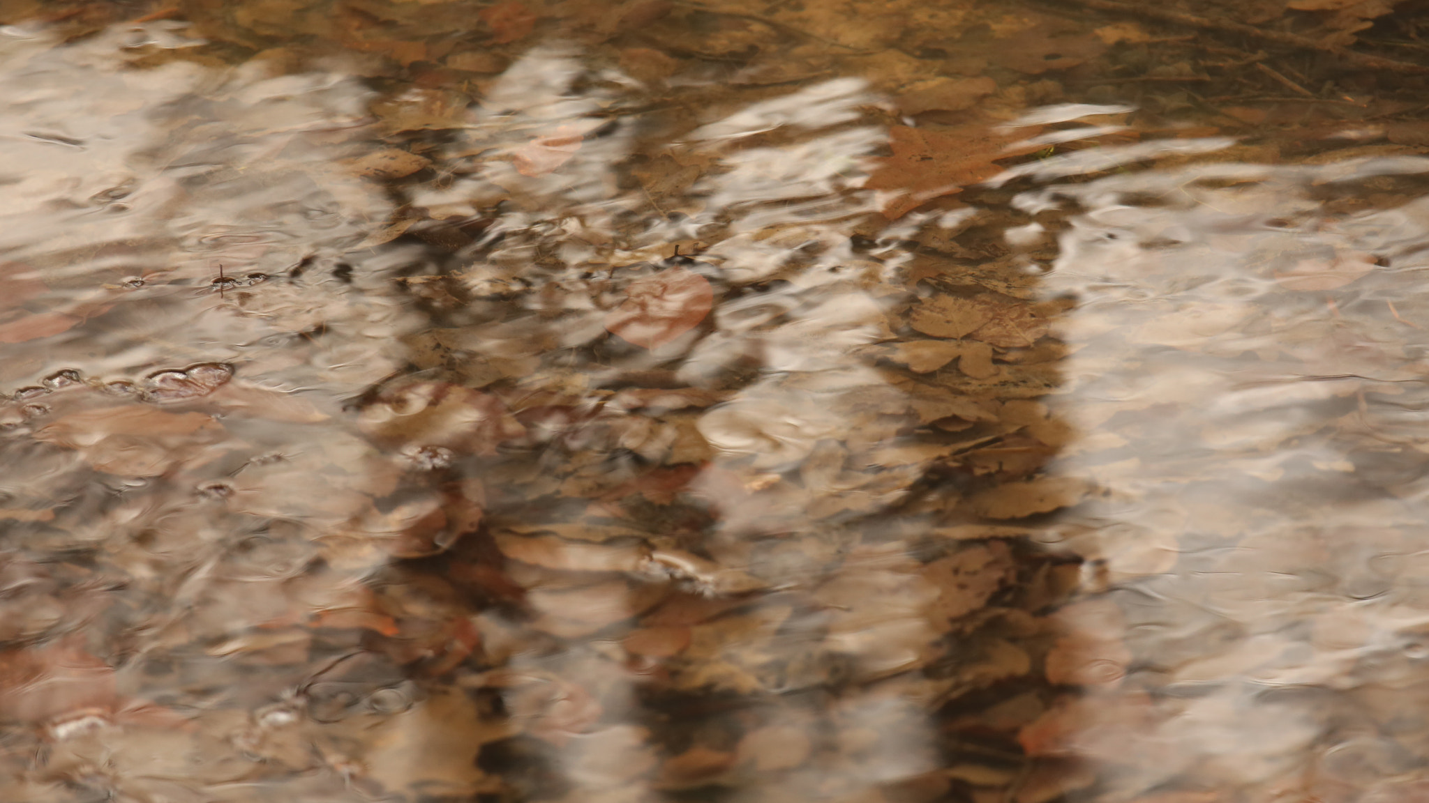 Canon EF 70-200mm F2.8L IS II USM sample photo. Bach photography