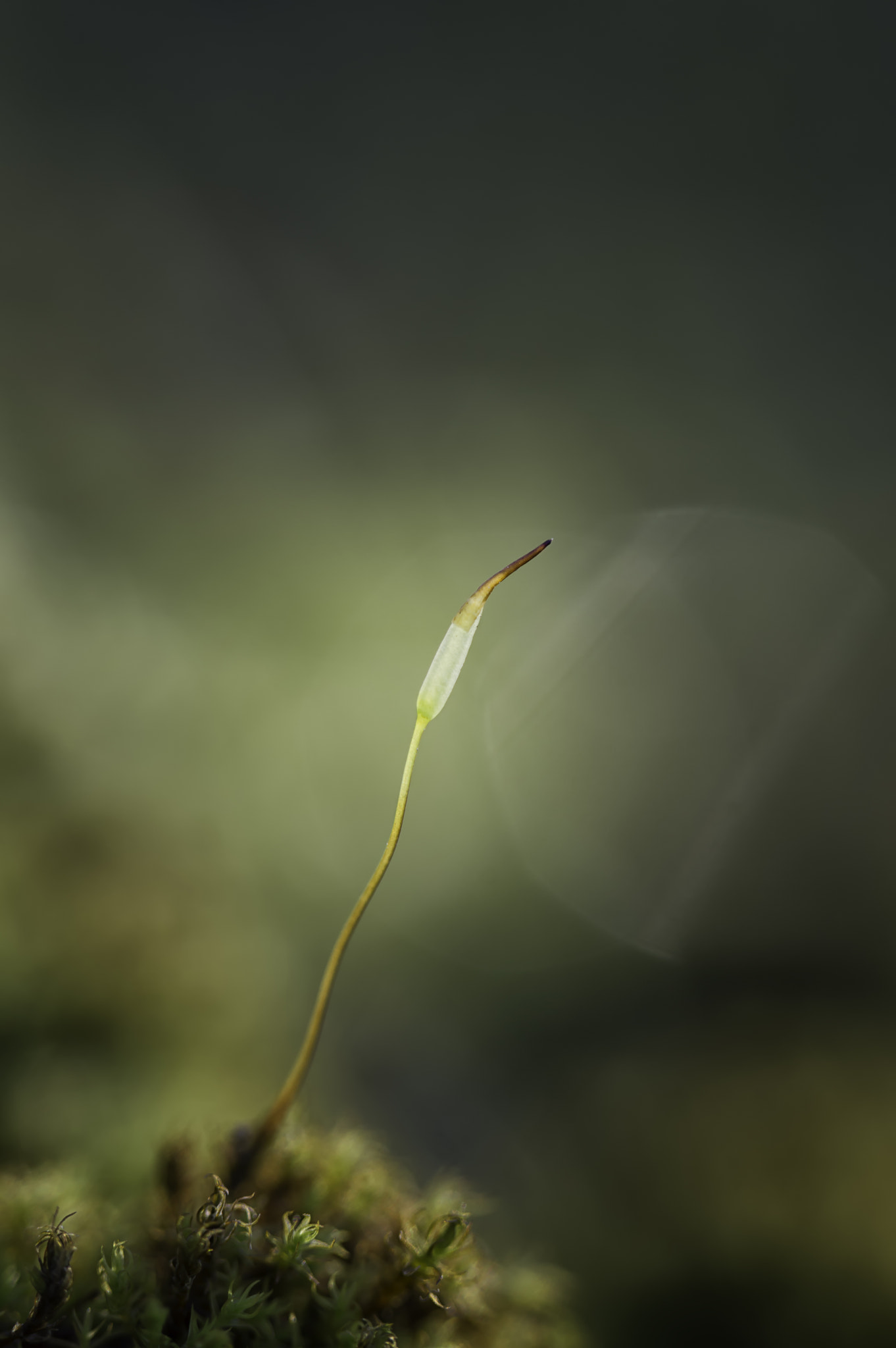 Nikon D3200 sample photo. Moss spore #1 photography