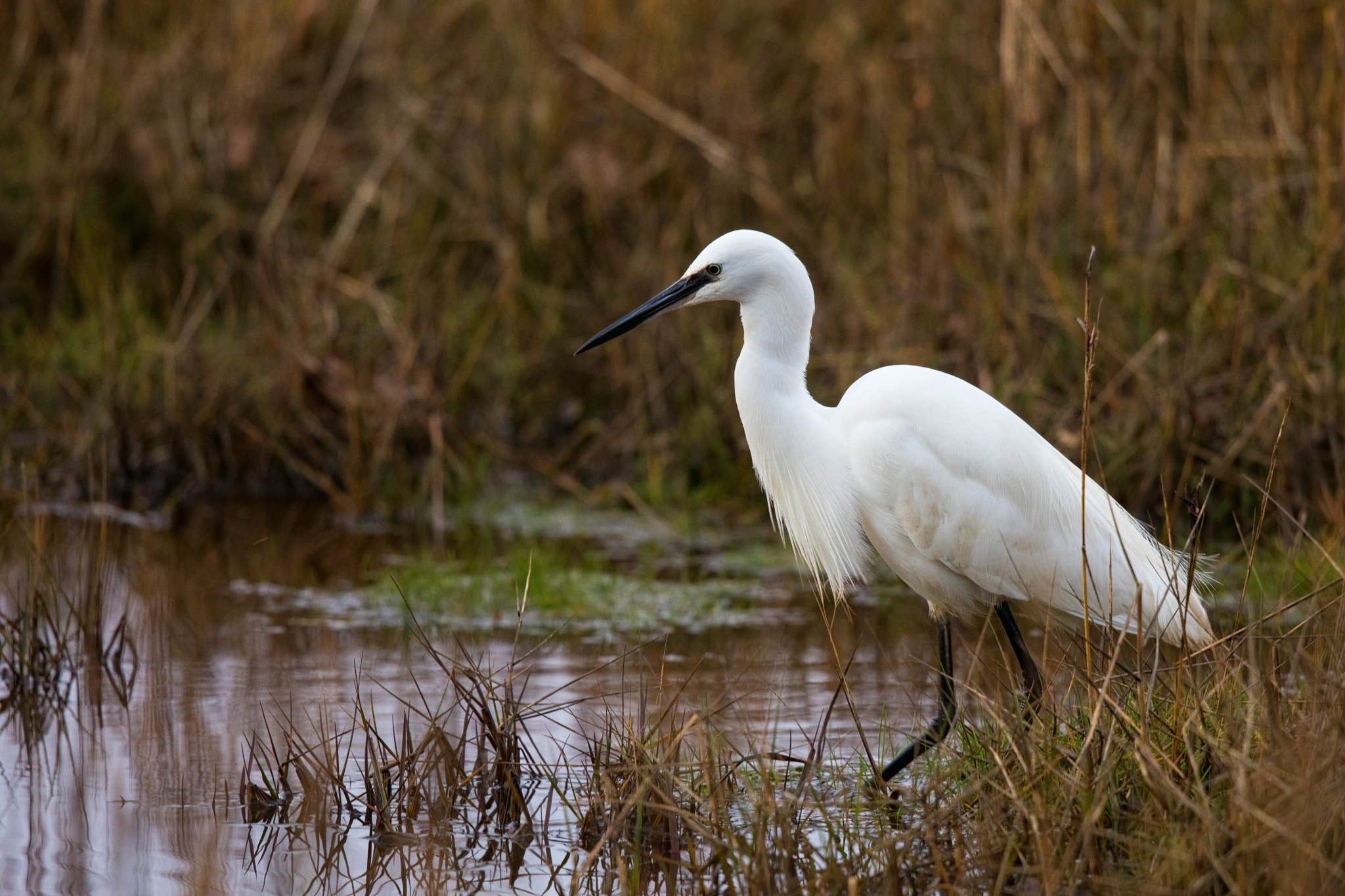 Canon EF 500mm F4L IS II USM sample photo. Little egret photography