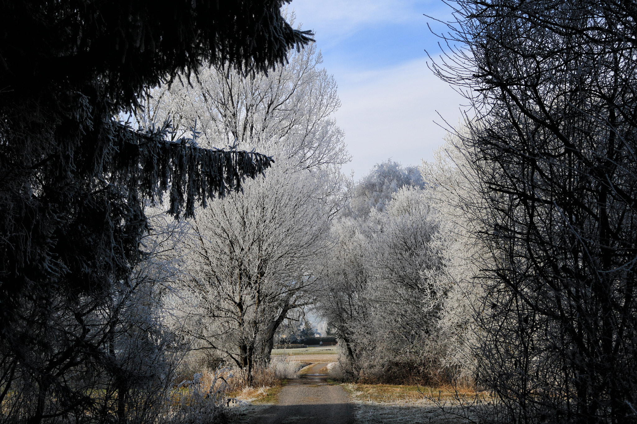 Canon EOS 750D (EOS Rebel T6i / EOS Kiss X8i) sample photo. Raureif photography