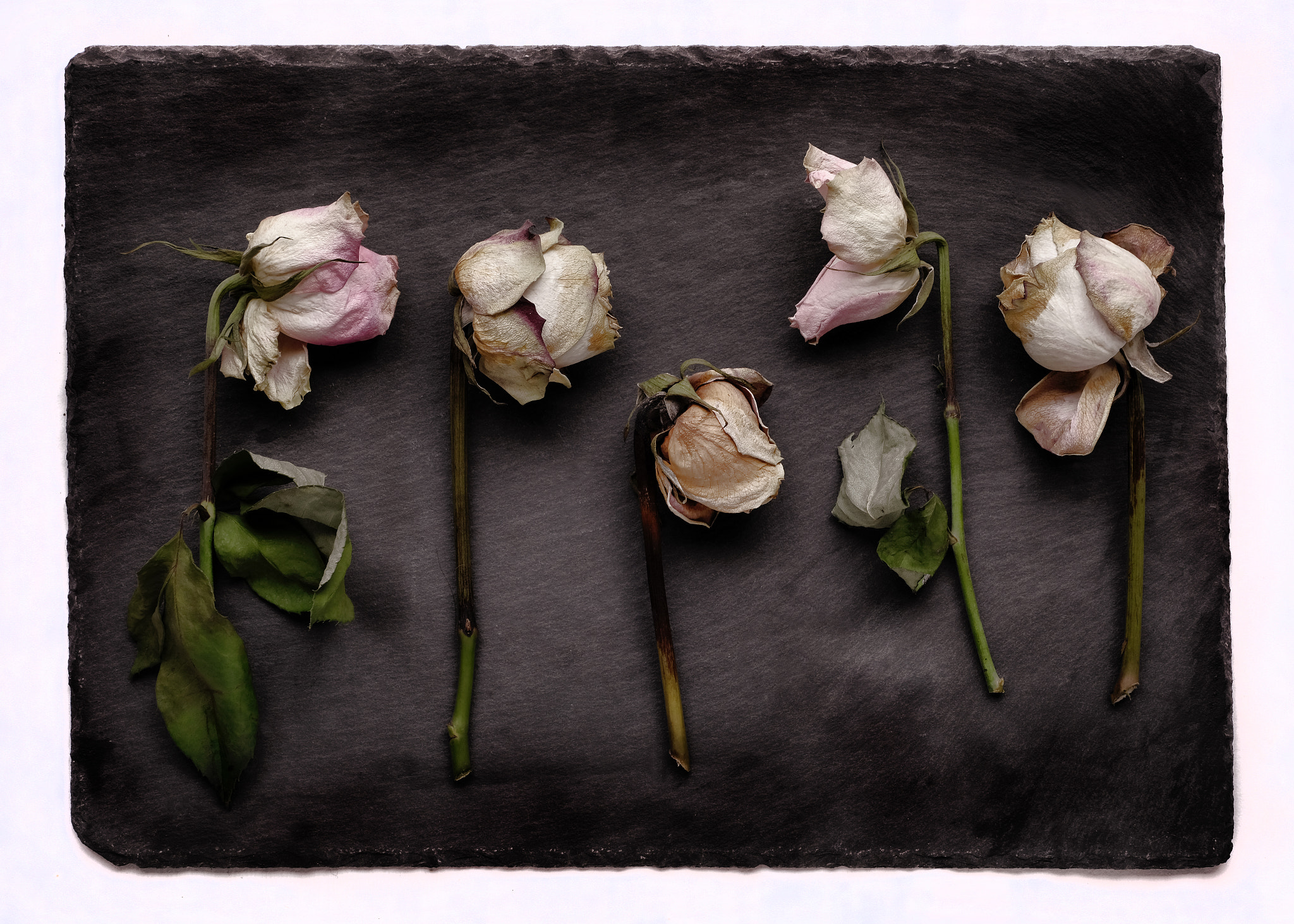ZEISS Touit 50mm F2.8 sample photo. Five decaying roses photography