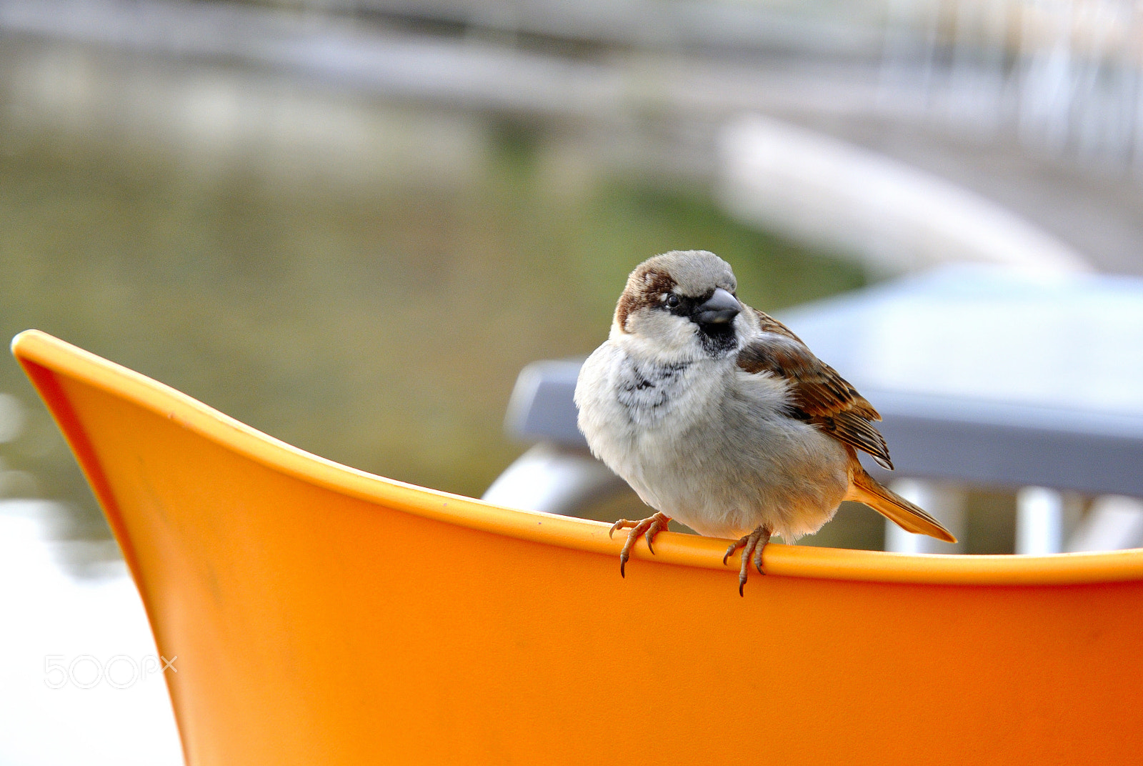 Nikon D5000 sample photo. Sparrow at marques de pombal photography
