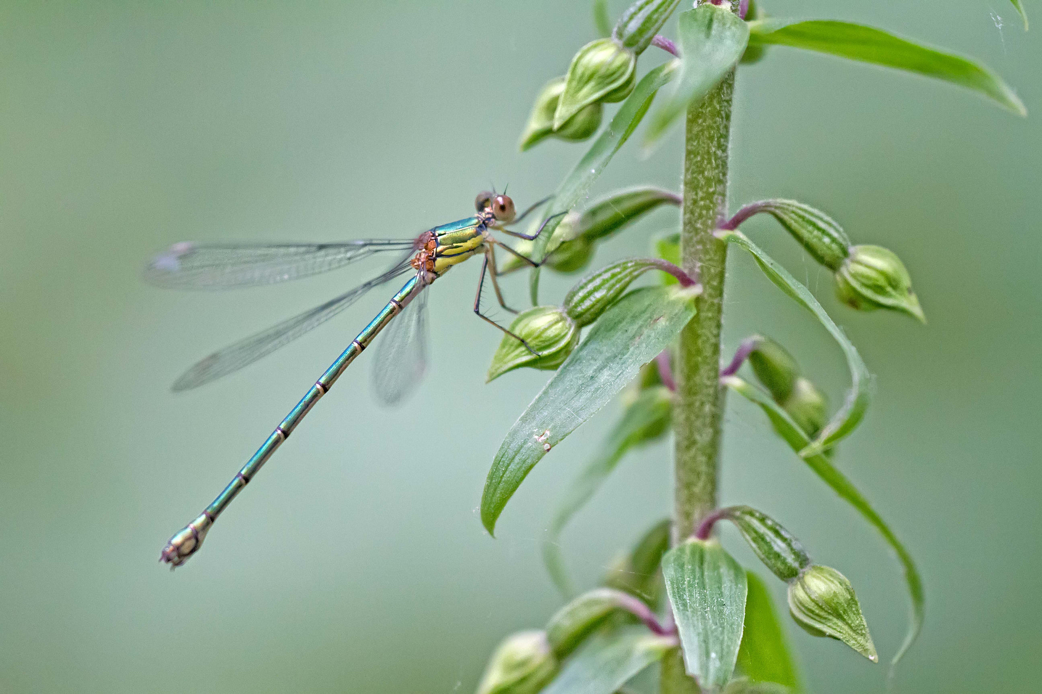 Sigma APO Macro 180mm F2.8 EX DG OS HSM sample photo. Willow emerald damselfly photography