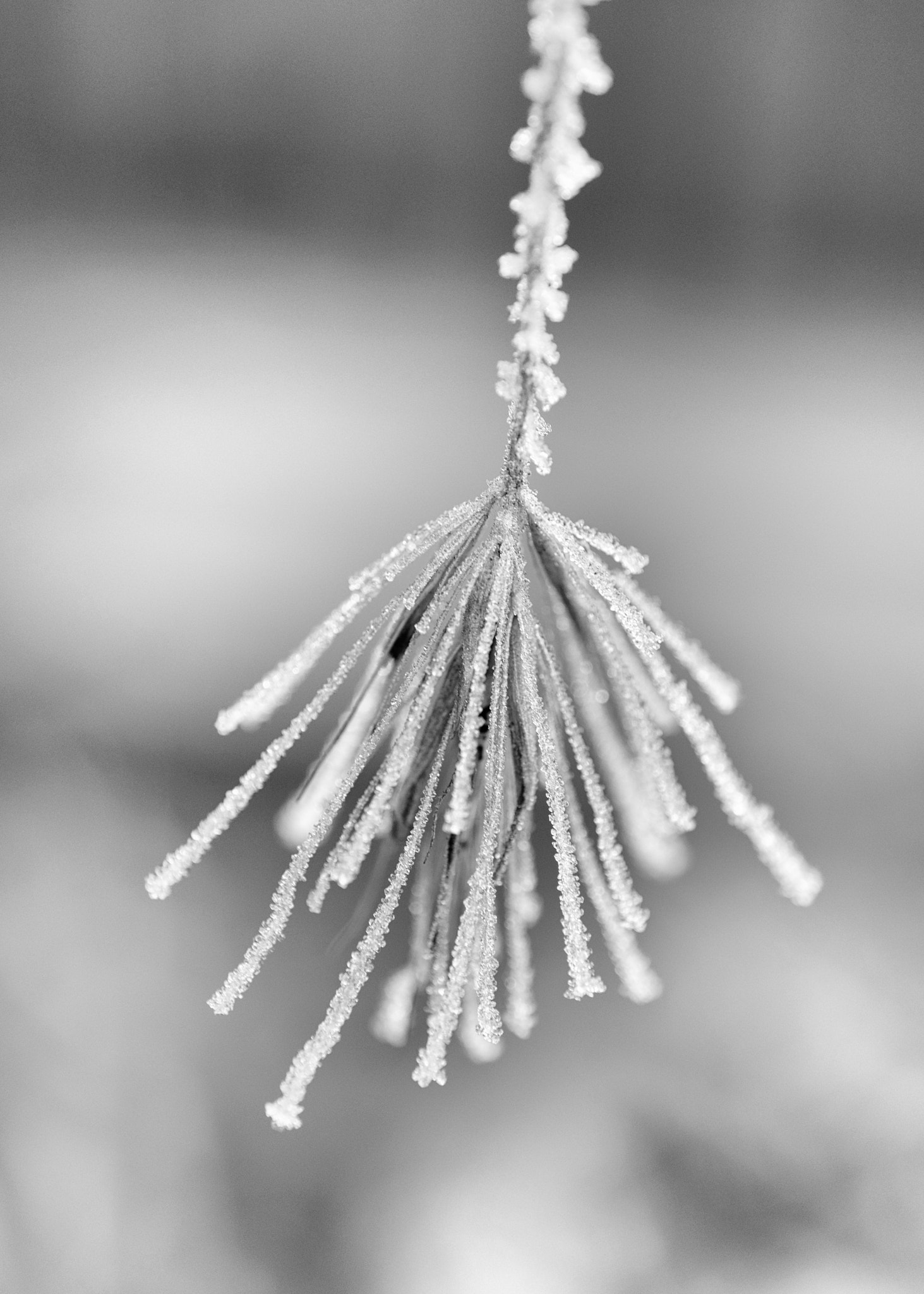 ZEISS Touit 50mm F2.8 sample photo. Frosty grass seed head photography