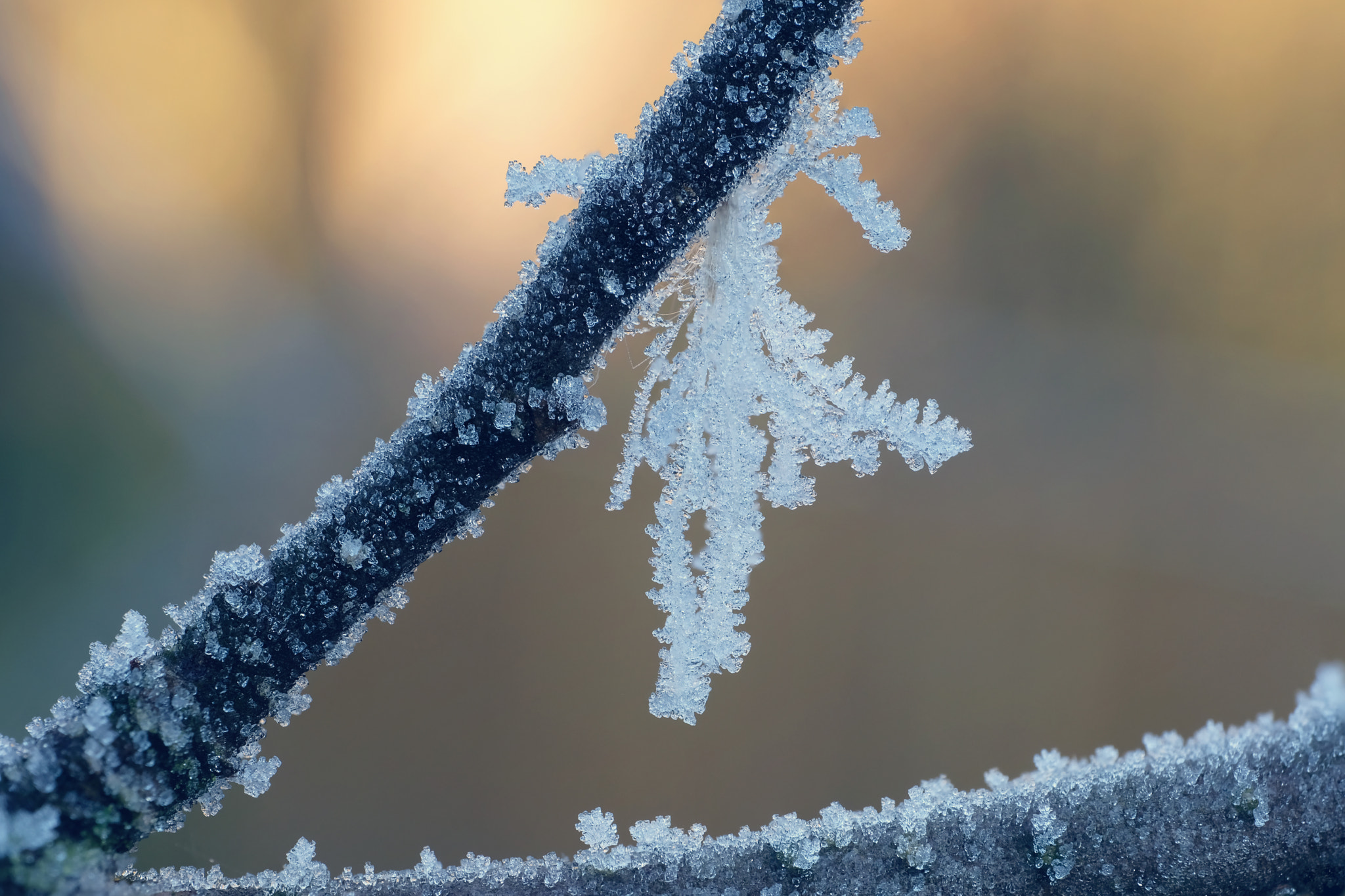 Fujifilm X-T2 + ZEISS Touit 50mm F2.8 sample photo. Frosty twig photography