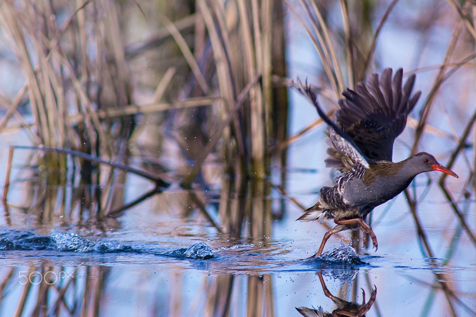 AF Nikkor 300mm f/4 IF-ED sample photo. Dont stop me now photography