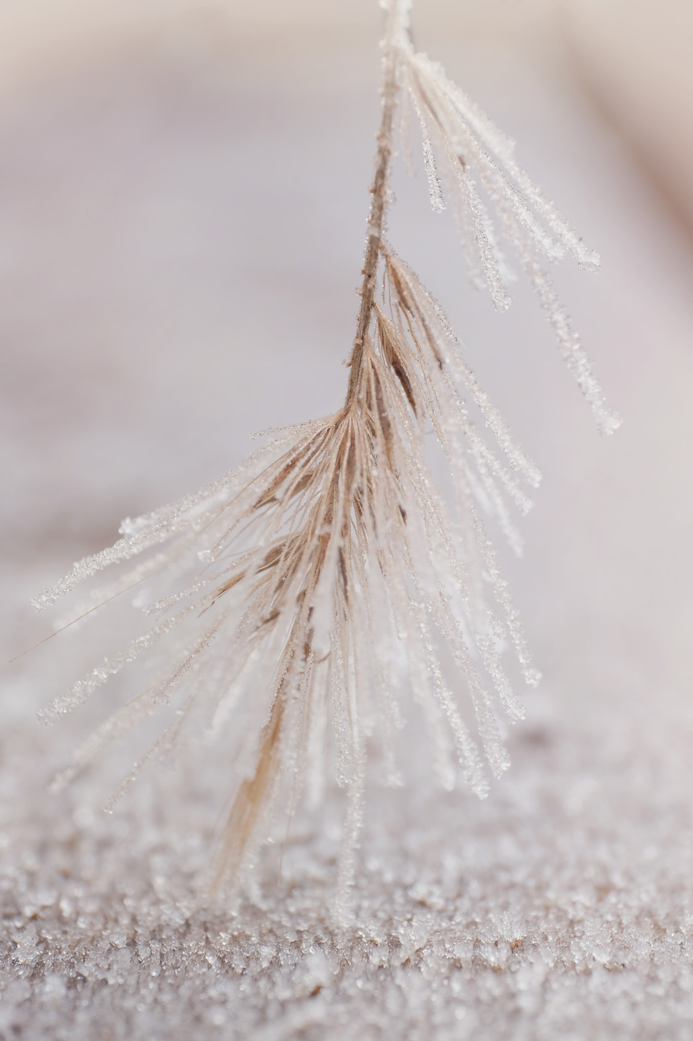 ZEISS Touit 50mm F2.8 sample photo. Frozen grass head photography