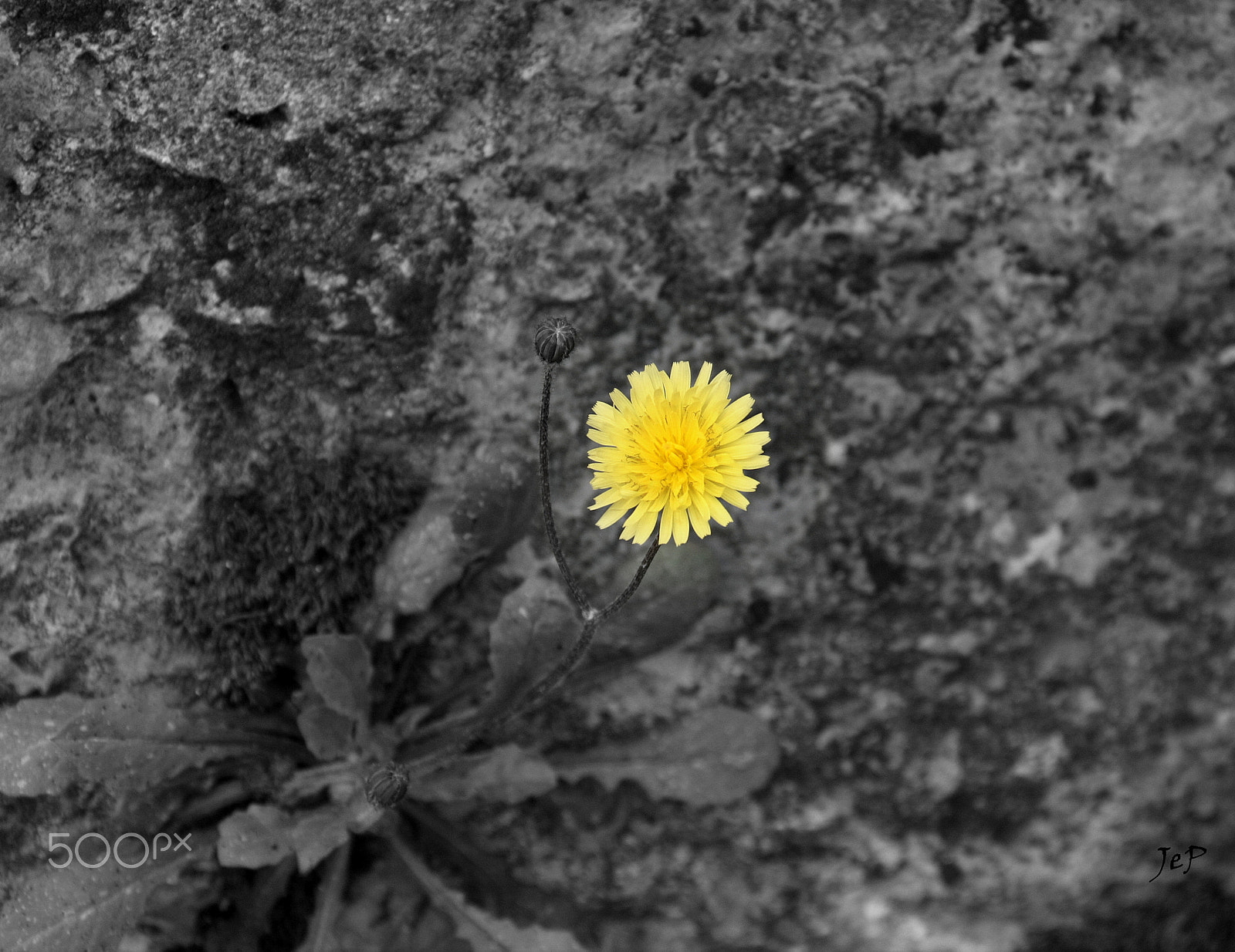 Canon EOS 1000D (EOS Digital Rebel XS / EOS Kiss F) sample photo. Loneliness... photography