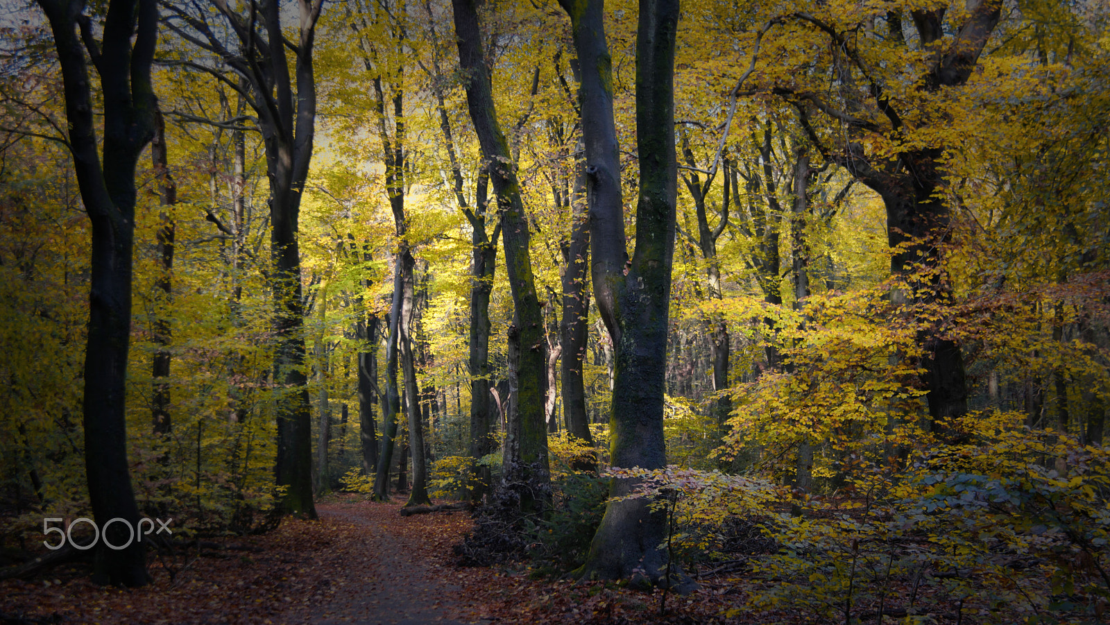 Samsung NX1 + NX 18-200mm F3.5-6.3 sample photo. The birth of a fairytale. 7 photography