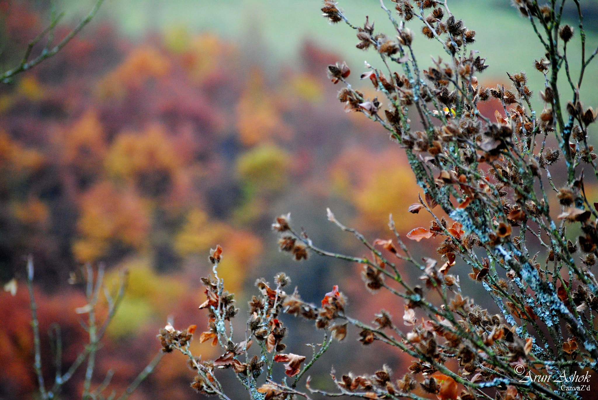 Nikon D3000 sample photo. Monshau photography