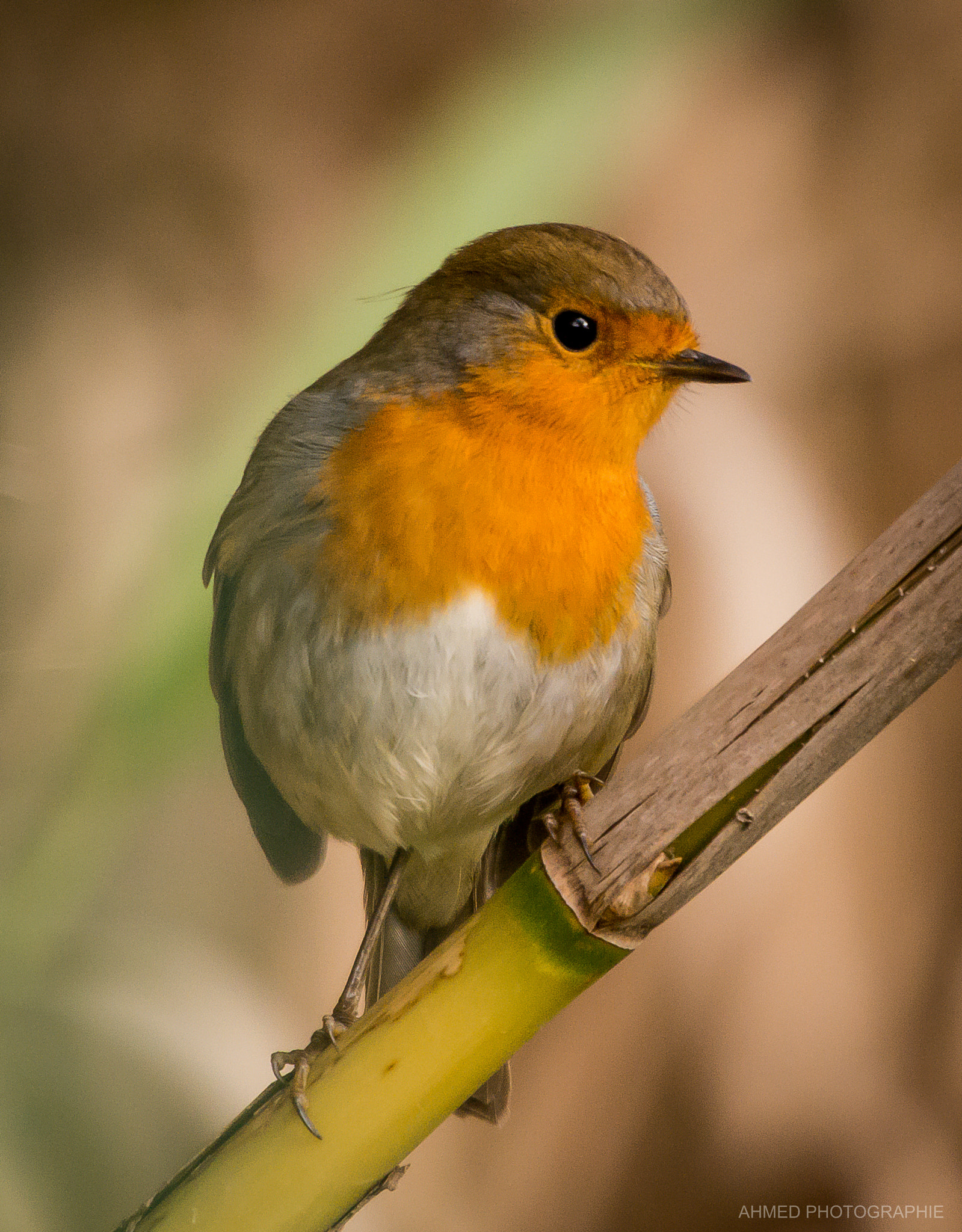 Nikon D7100 + Sigma 50-500mm F4.5-6.3 DG OS HSM sample photo. Rouge gorge photography