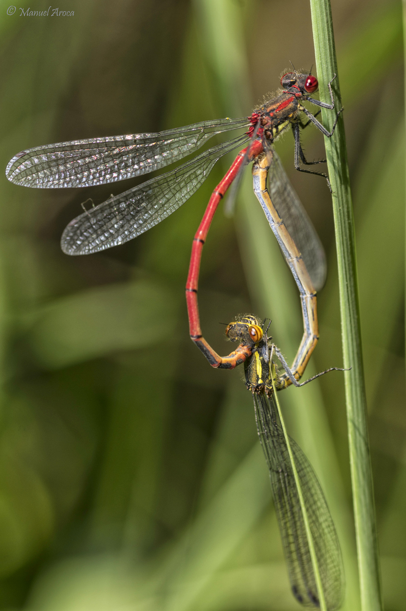 Pentax K-3 sample photo. Lovers photography