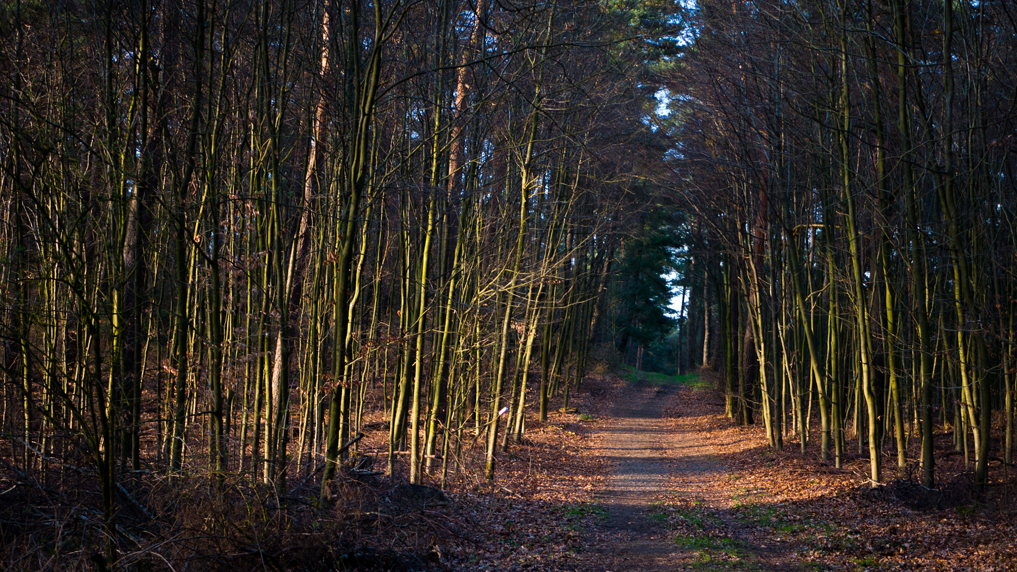 Panasonic DMC-G70 + LUMIX G 25/F1.7 sample photo. Path into the dark photography