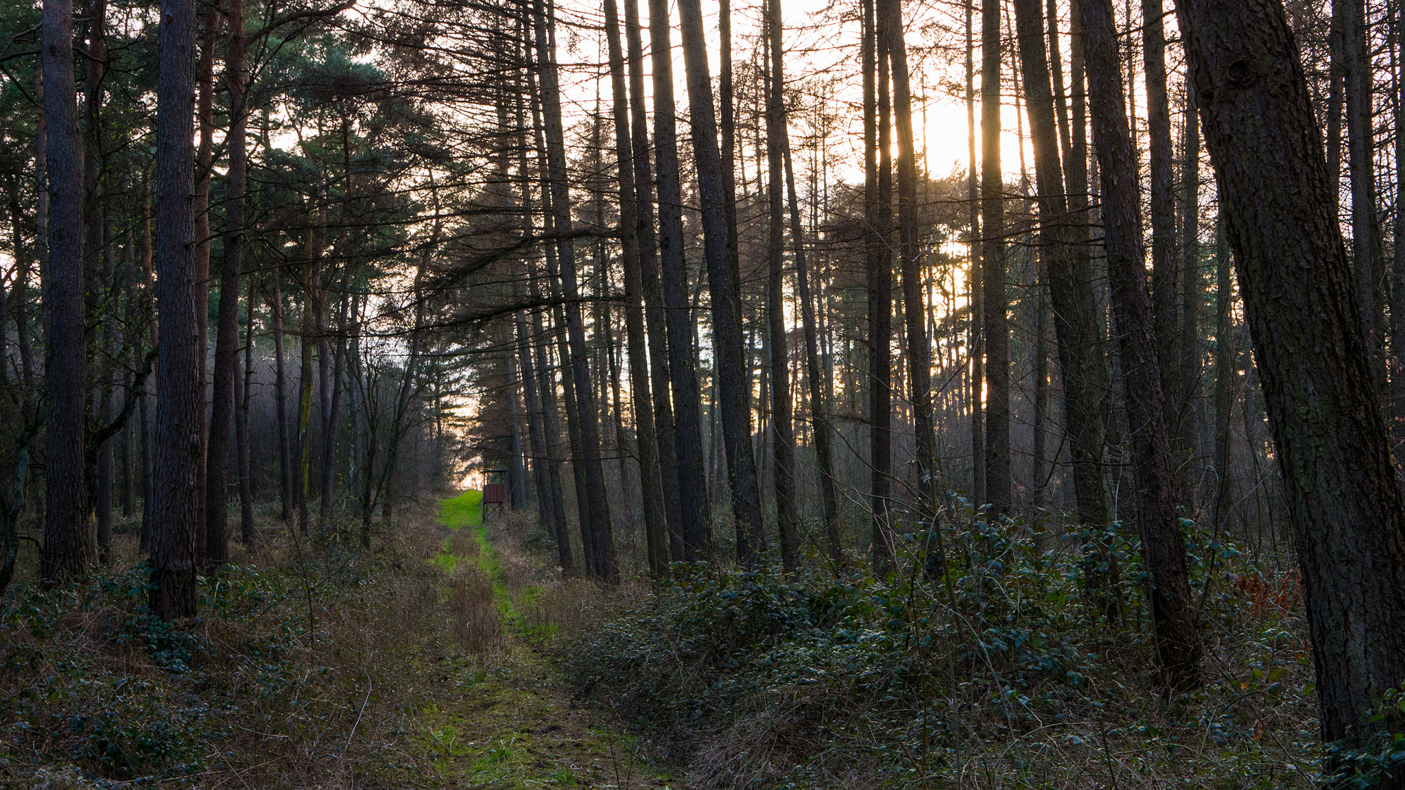 Panasonic DMC-G70 sample photo. Light through the trees photography