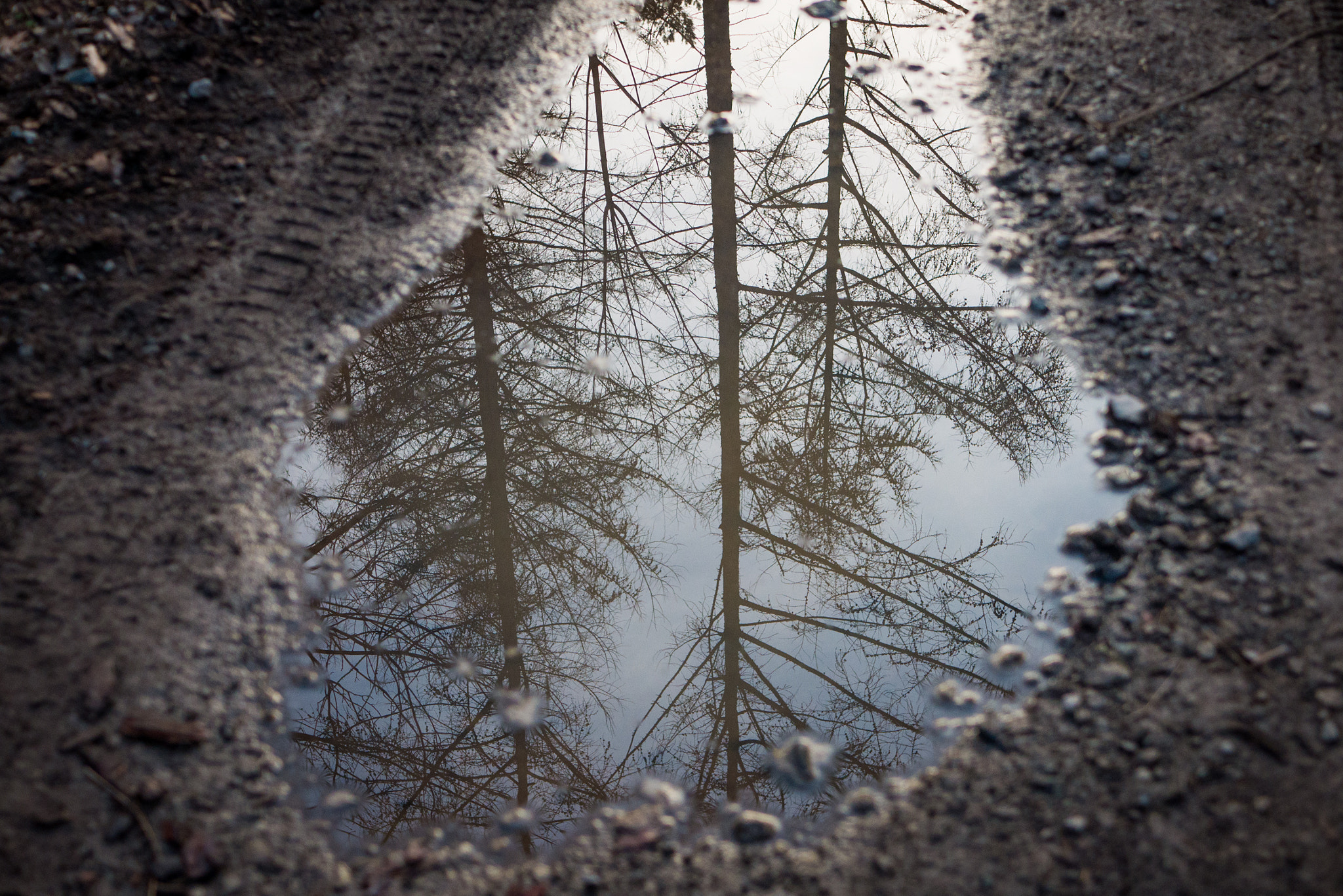 Panasonic DMC-G70 sample photo. Trees in the puddle photography