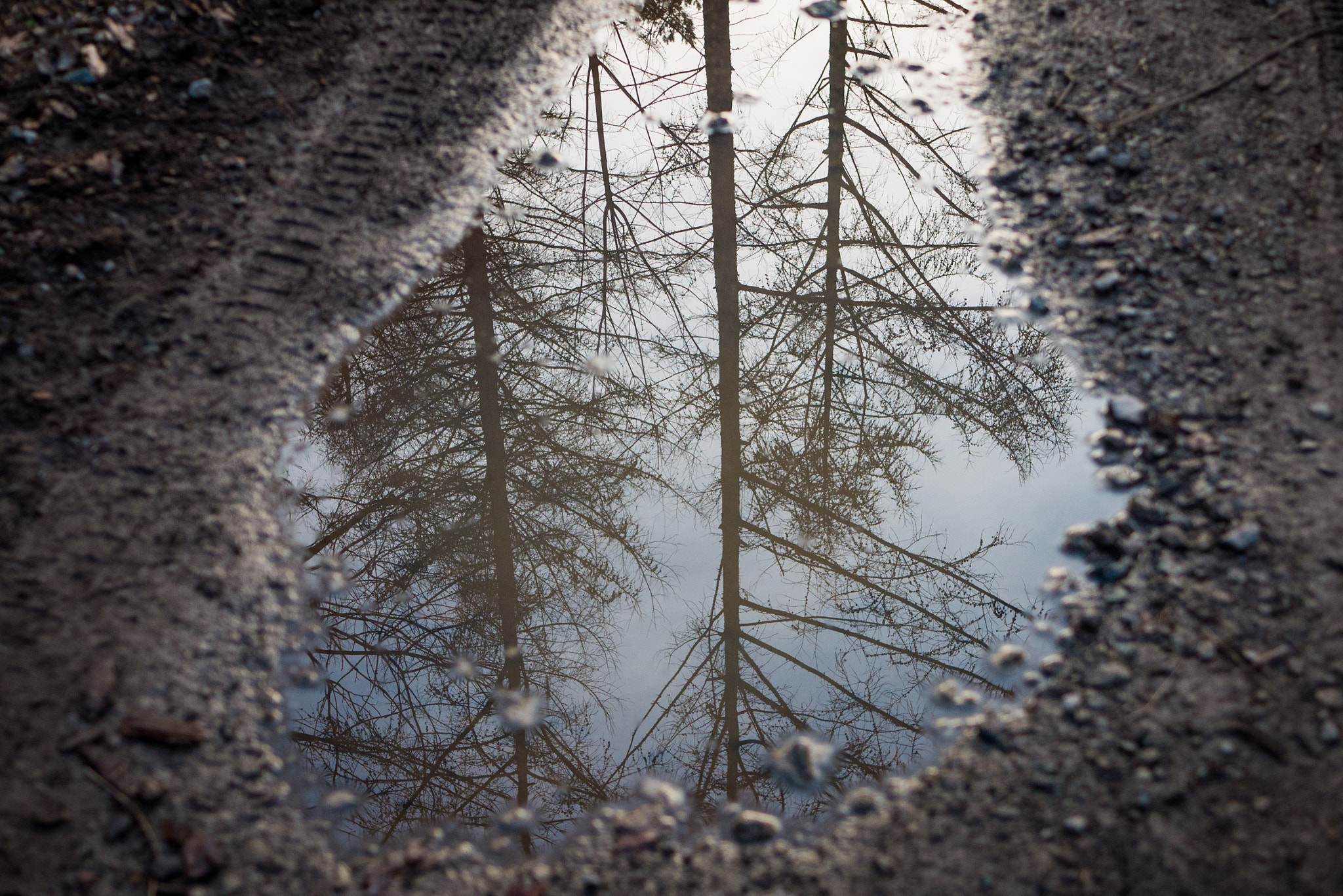 Panasonic DMC-G70 + LUMIX G 25/F1.7 sample photo. Trees in the puddle photography