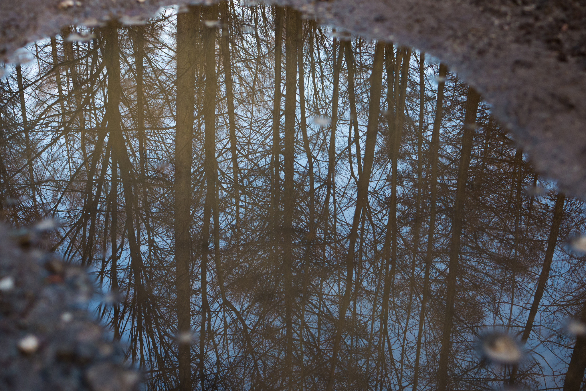 Panasonic DMC-G70 + LUMIX G 25/F1.7 sample photo. Trees upside down photography