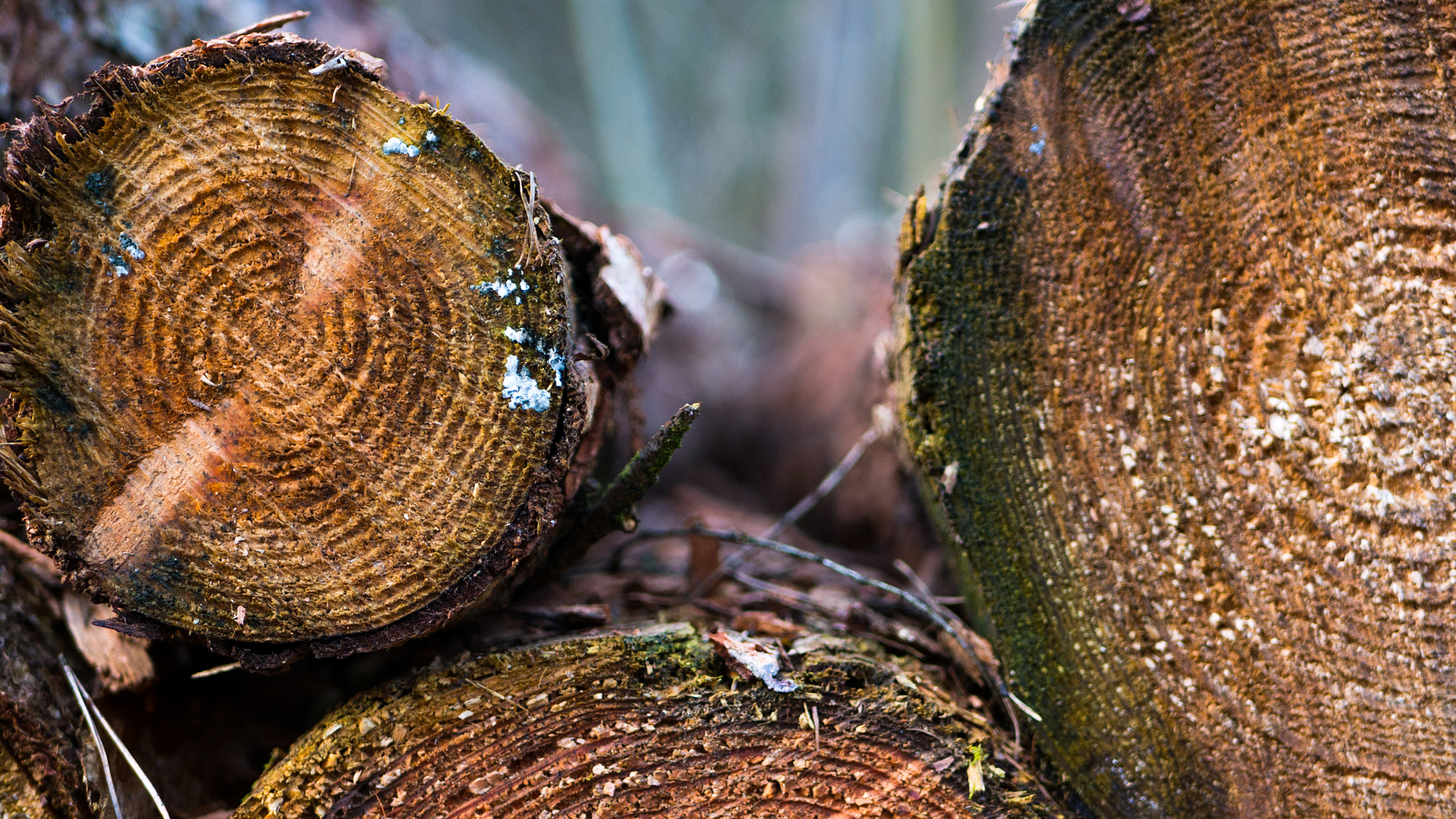 Panasonic DMC-G70 + LUMIX G 25/F1.7 sample photo. Wood stock photography