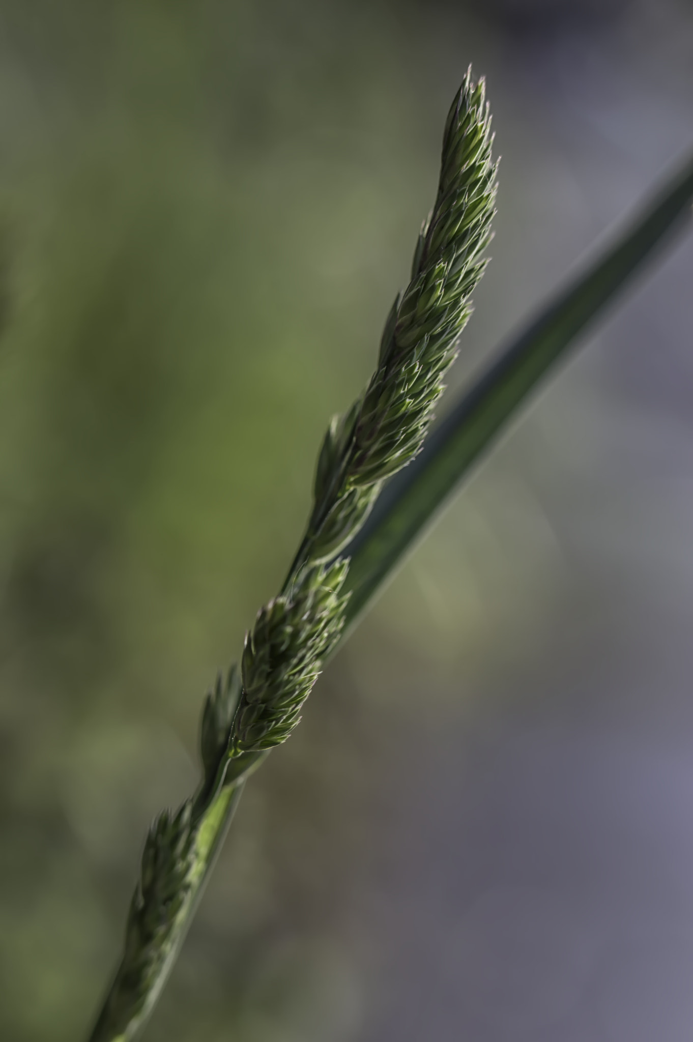 Nikon D3200 sample photo. Grass seed #2 photography