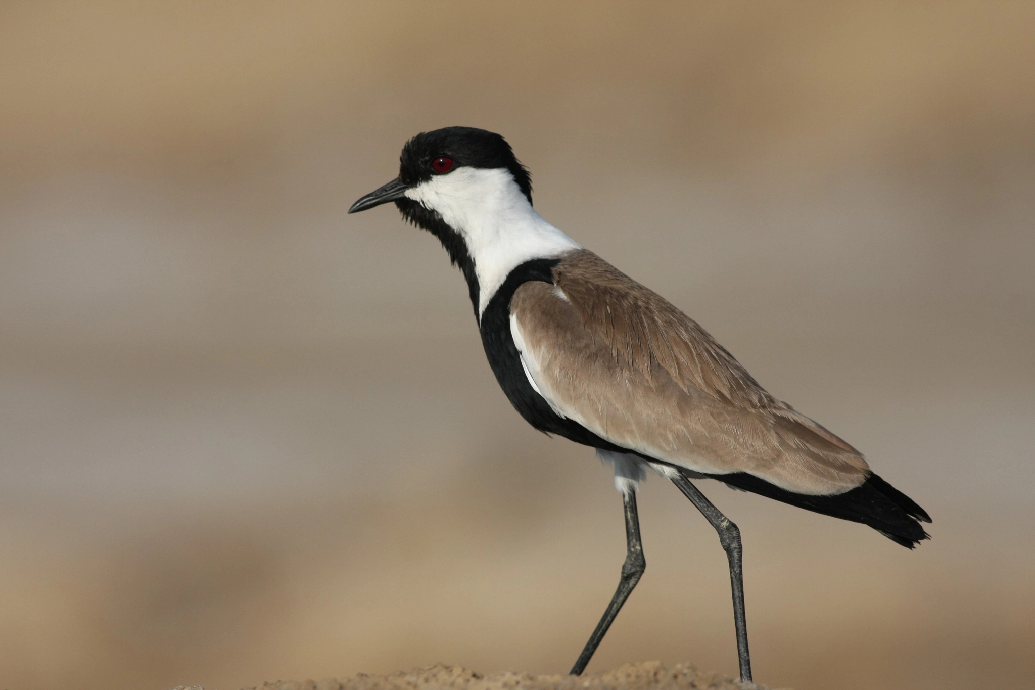Canon EOS 40D + Canon EF 400mm F5.6L USM sample photo. Spur-winged lapwing photography