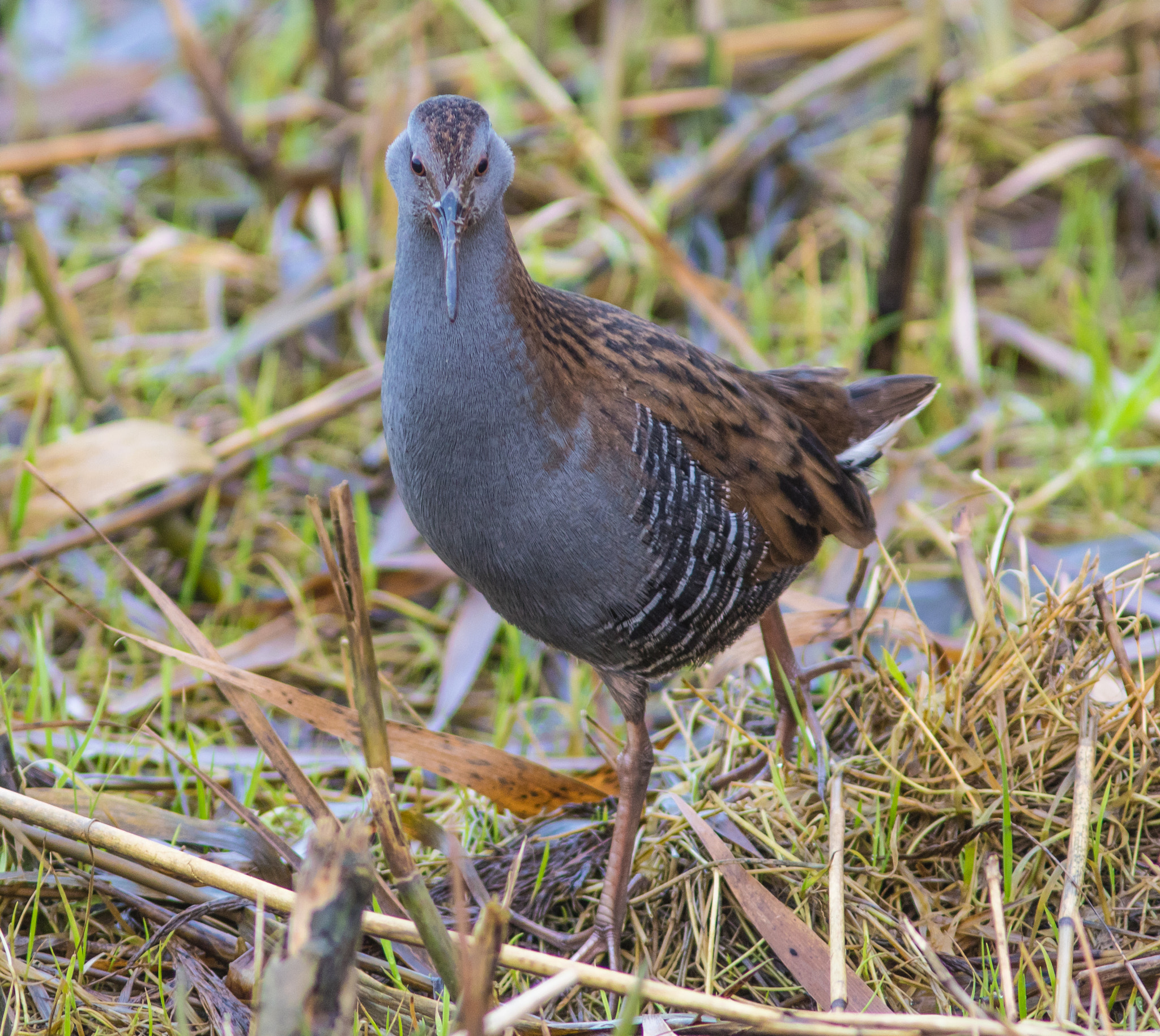 Canon EF 300mm F4L IS USM sample photo. Water rail photography
