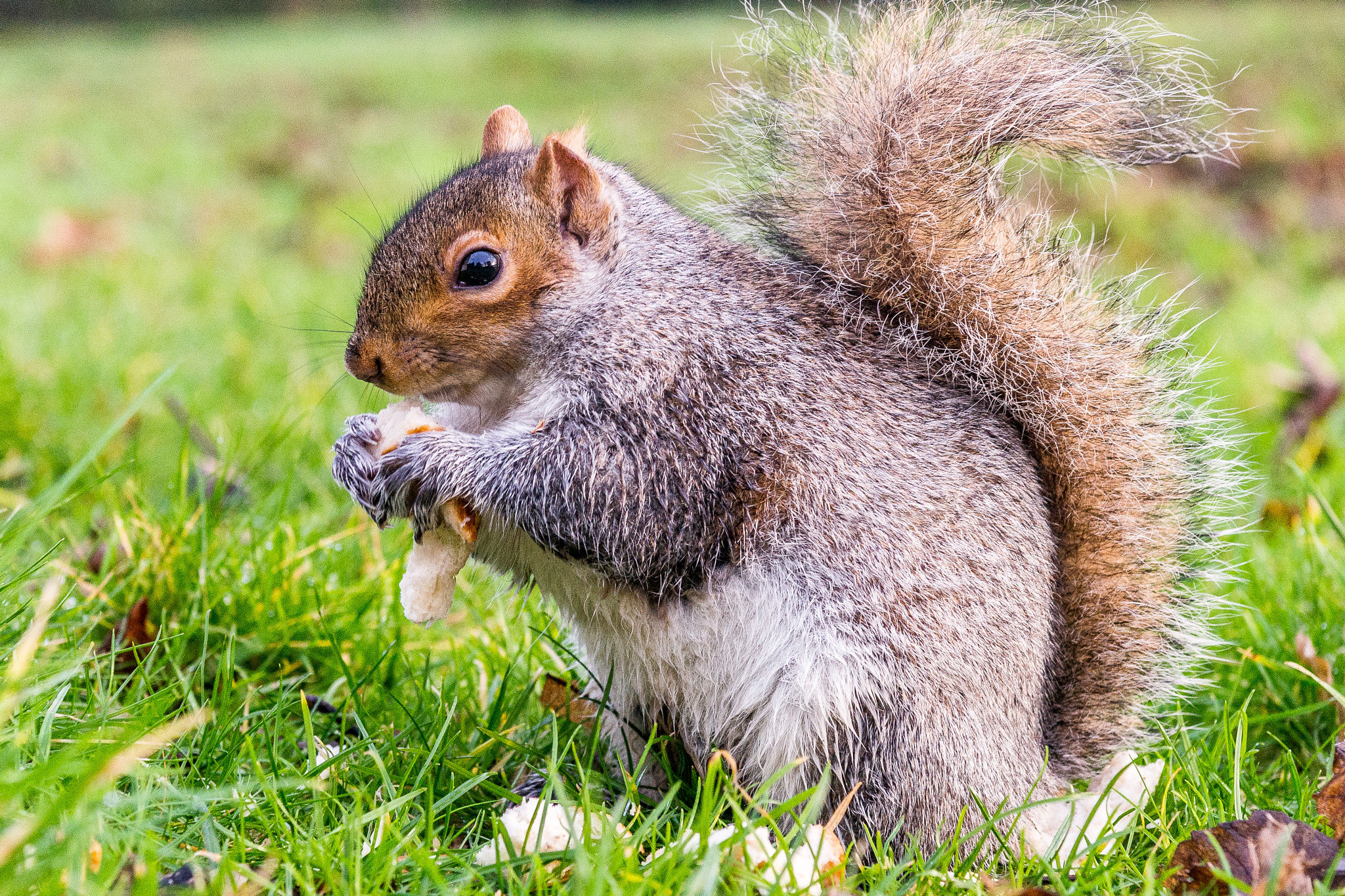 Sony SLT-A99V sample photo. Squirrel photography