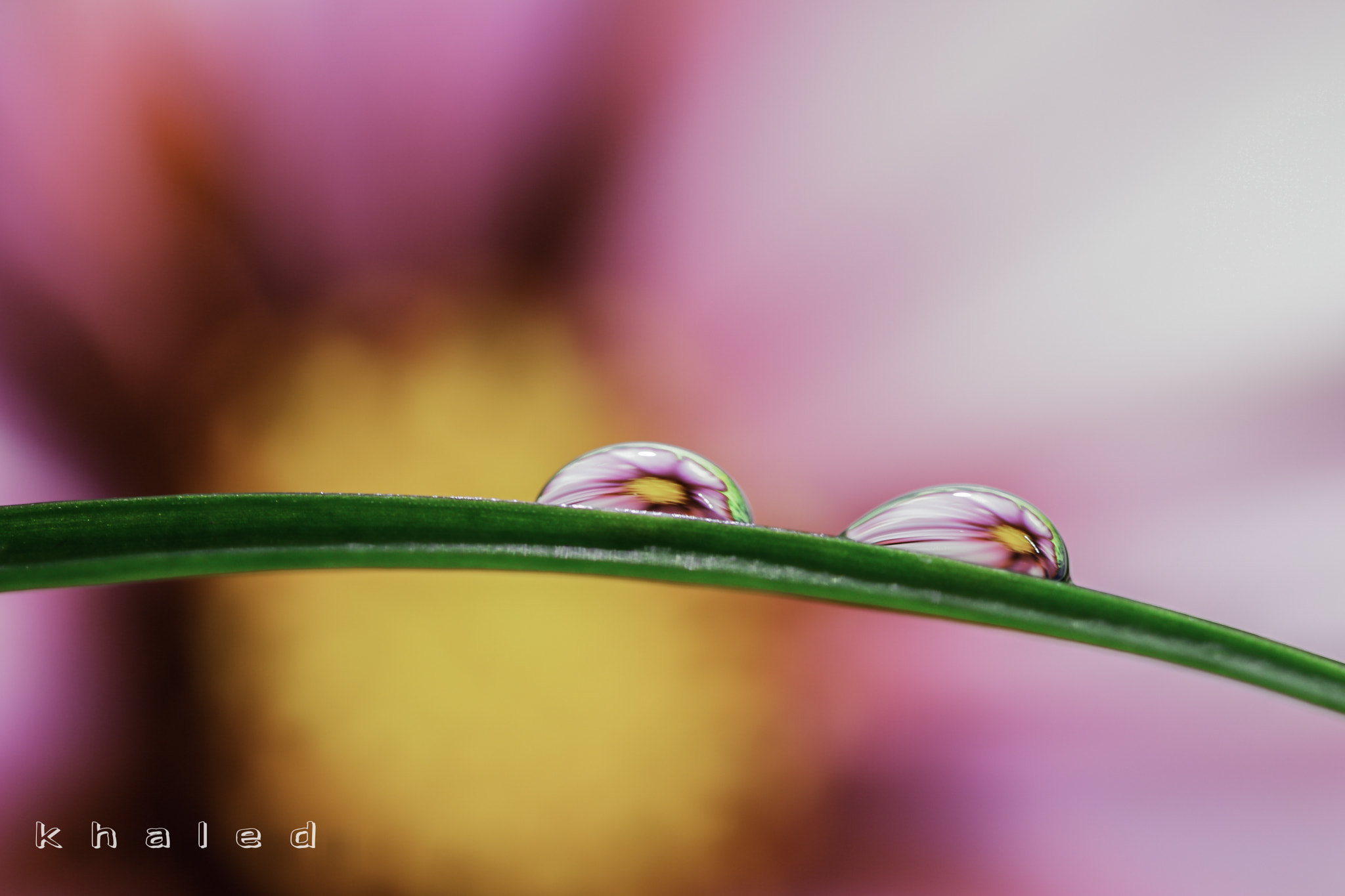 Canon EF 100mm F2.8 Macro USM sample photo. Mg photography