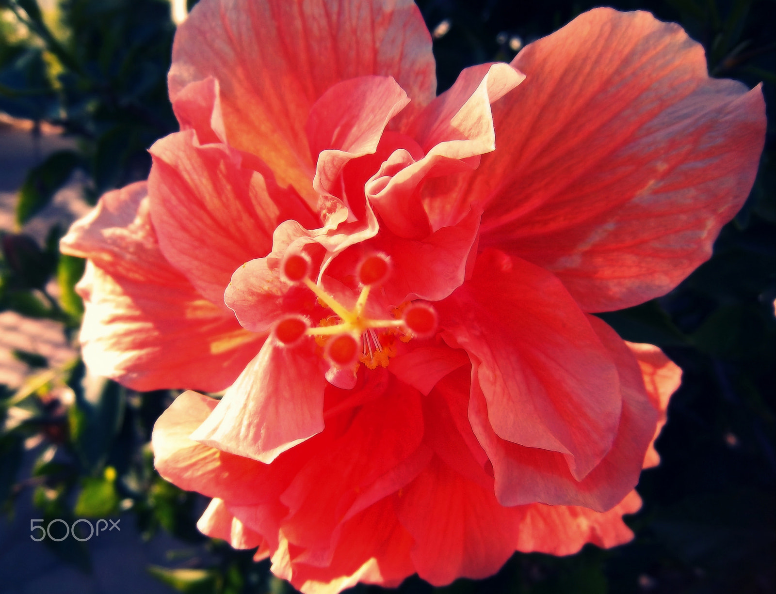 Kodak EasyShare M550 sample photo. Red hibiscus photography