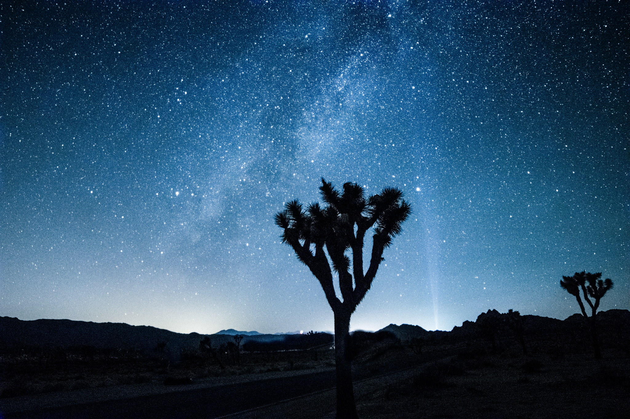 Samyang 14mm F2.8 ED AS IF UMC sample photo. Blue yucca photography