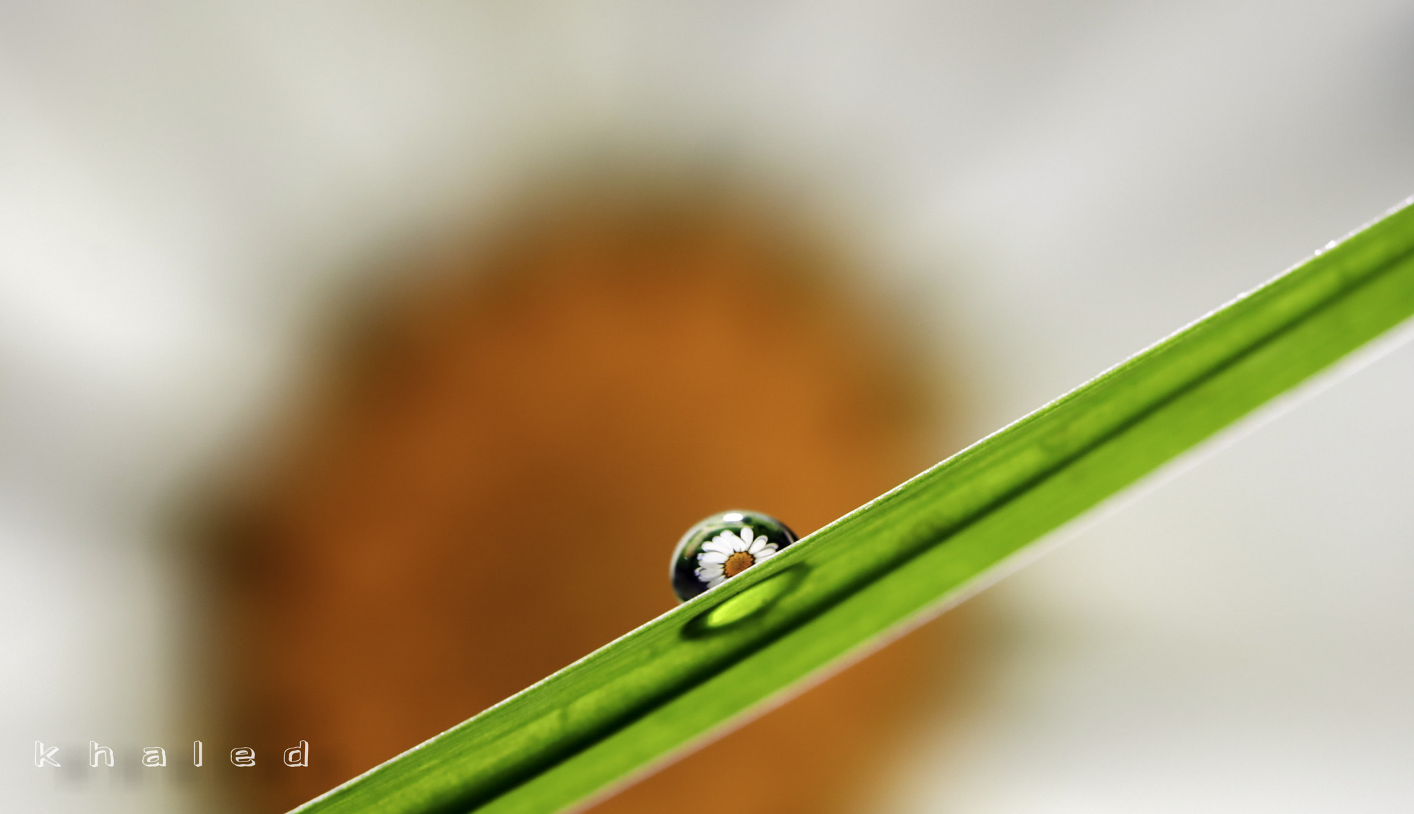 Canon EF 100mm F2.8 Macro USM sample photo. Mg photography