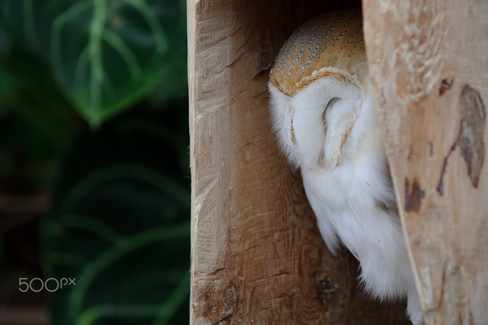 Nikon D3S sample photo. Napping photography