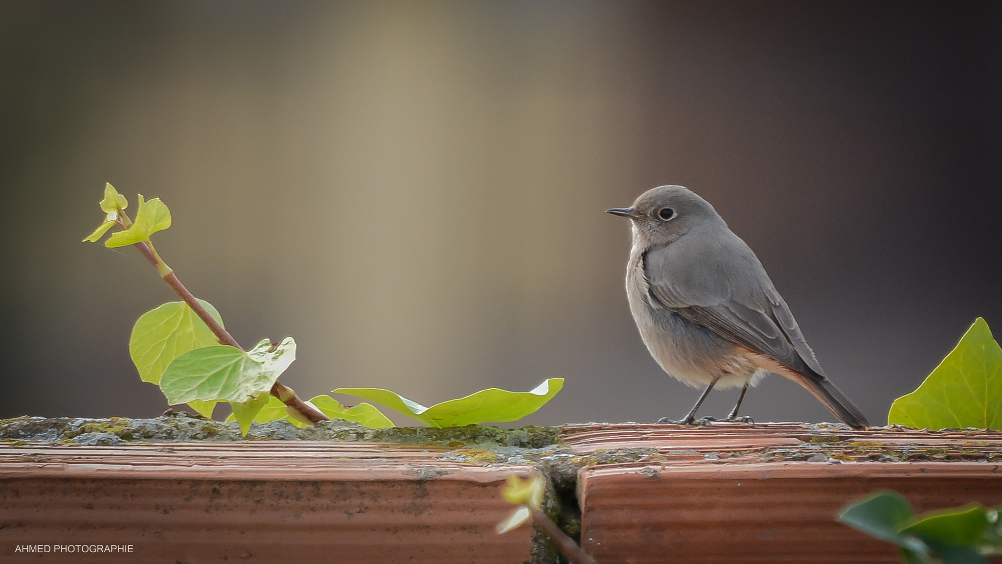 Nikon D7100 + Sigma 50-500mm F4.5-6.3 DG OS HSM sample photo. Rouge-queue noir photography