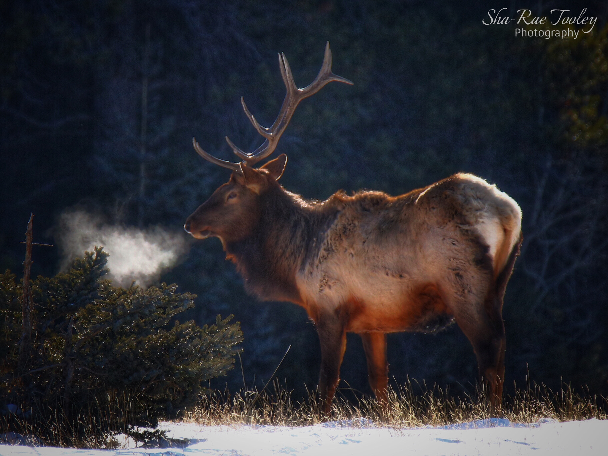Canon EOS 750D (EOS Rebel T6i / EOS Kiss X8i) + Tamron SP 150-600mm F5-6.3 Di VC USD sample photo. Bull elk in banff national park photography
