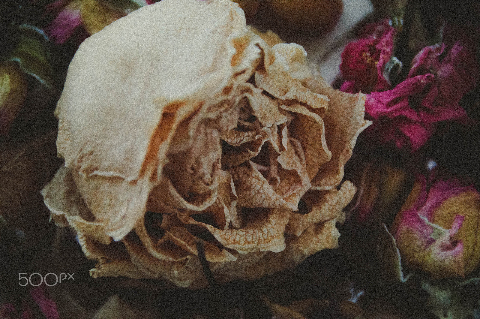 Nikon PC-E Nikkor 24mm F3.5D ED Tilt-Shift sample photo. Rose photography