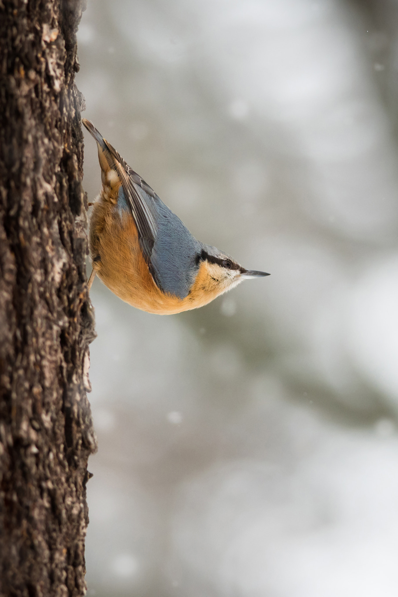 Nikon D500 + Nikon AF-S Nikkor 300mm F4D ED-IF sample photo. Among the snowflakes photography