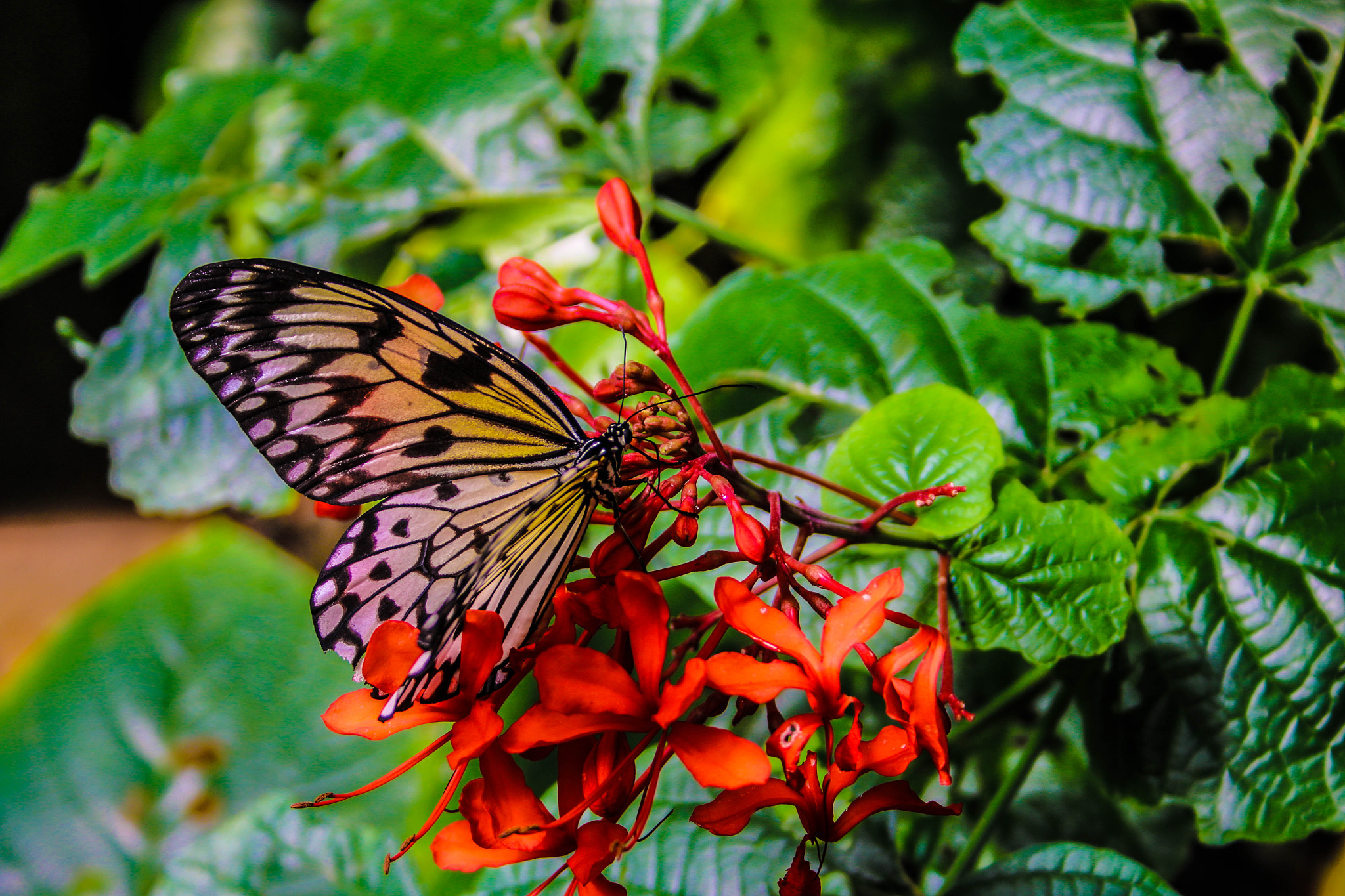 Canon EF-S 18-55mm F3.5-5.6 II sample photo. On a limb photography