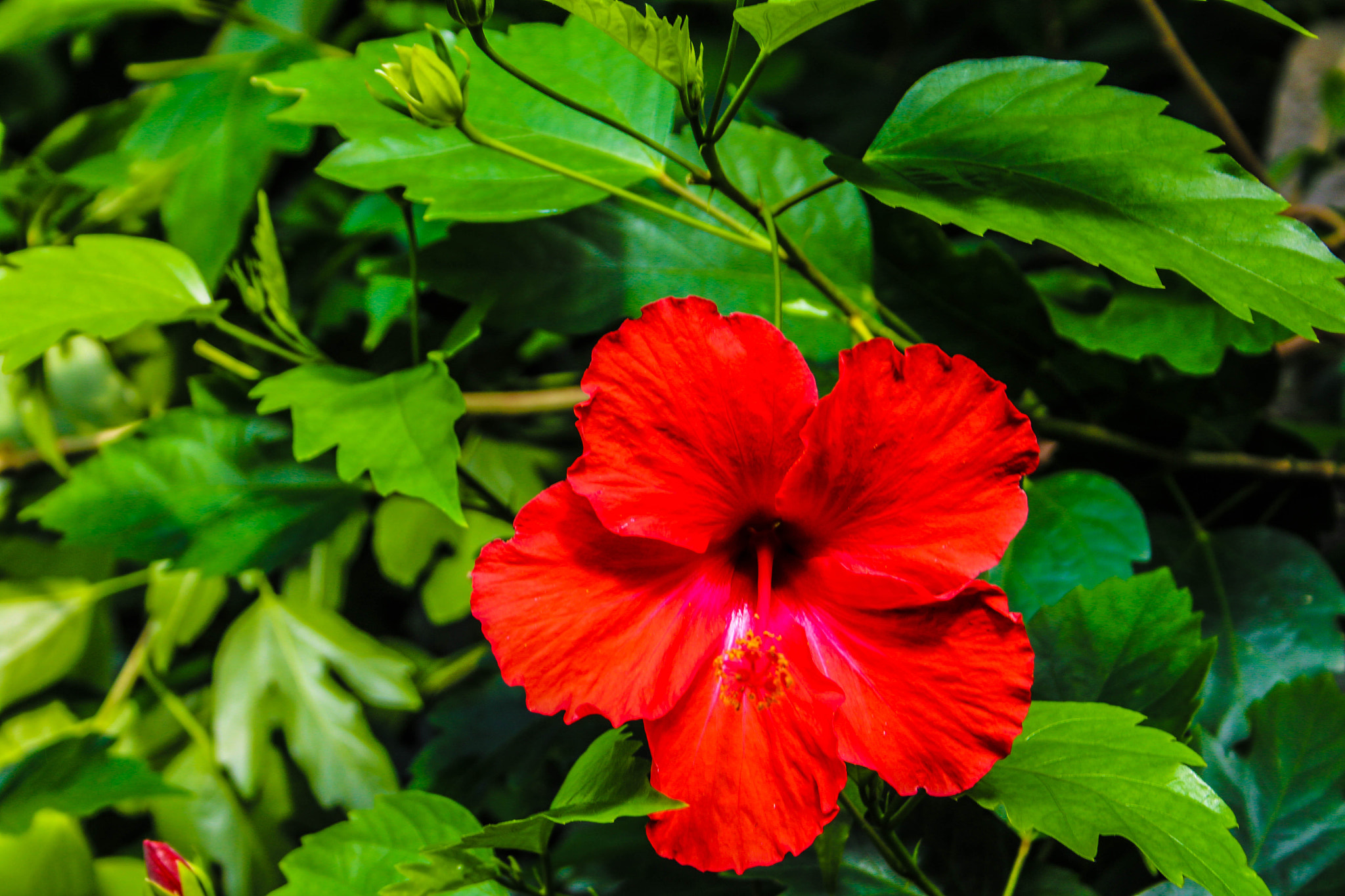 Canon EF-S 18-55mm F3.5-5.6 II sample photo. Red rose photography