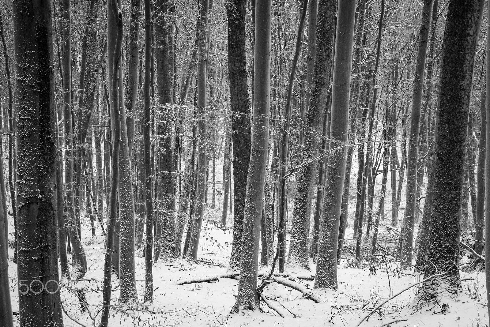 Panasonic DMC-G81 sample photo. Winterforest photography