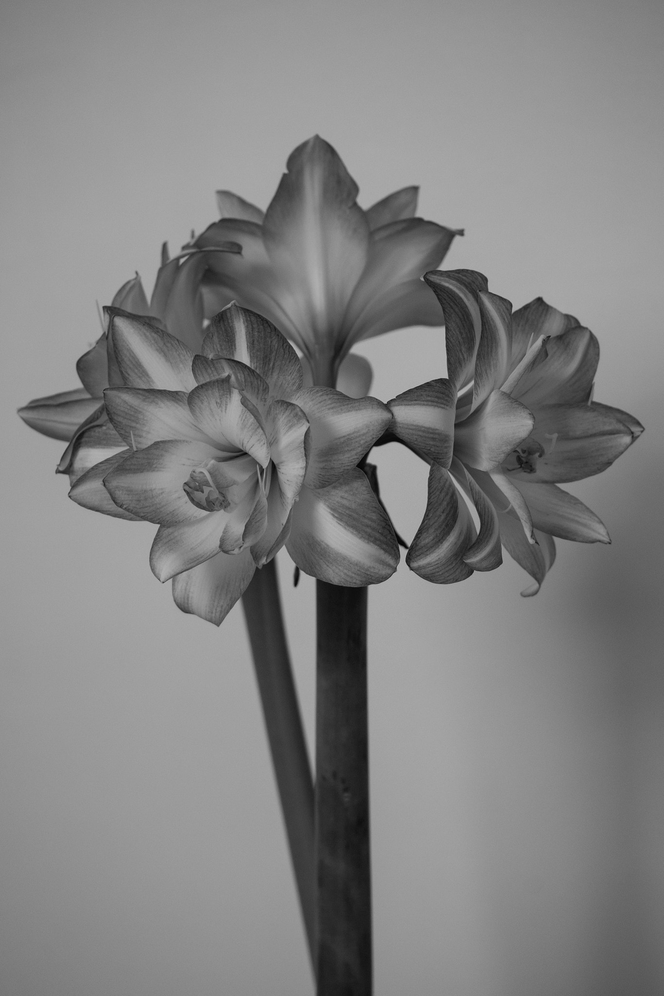 Panasonic DMC-G81 sample photo. Amaryllis photography