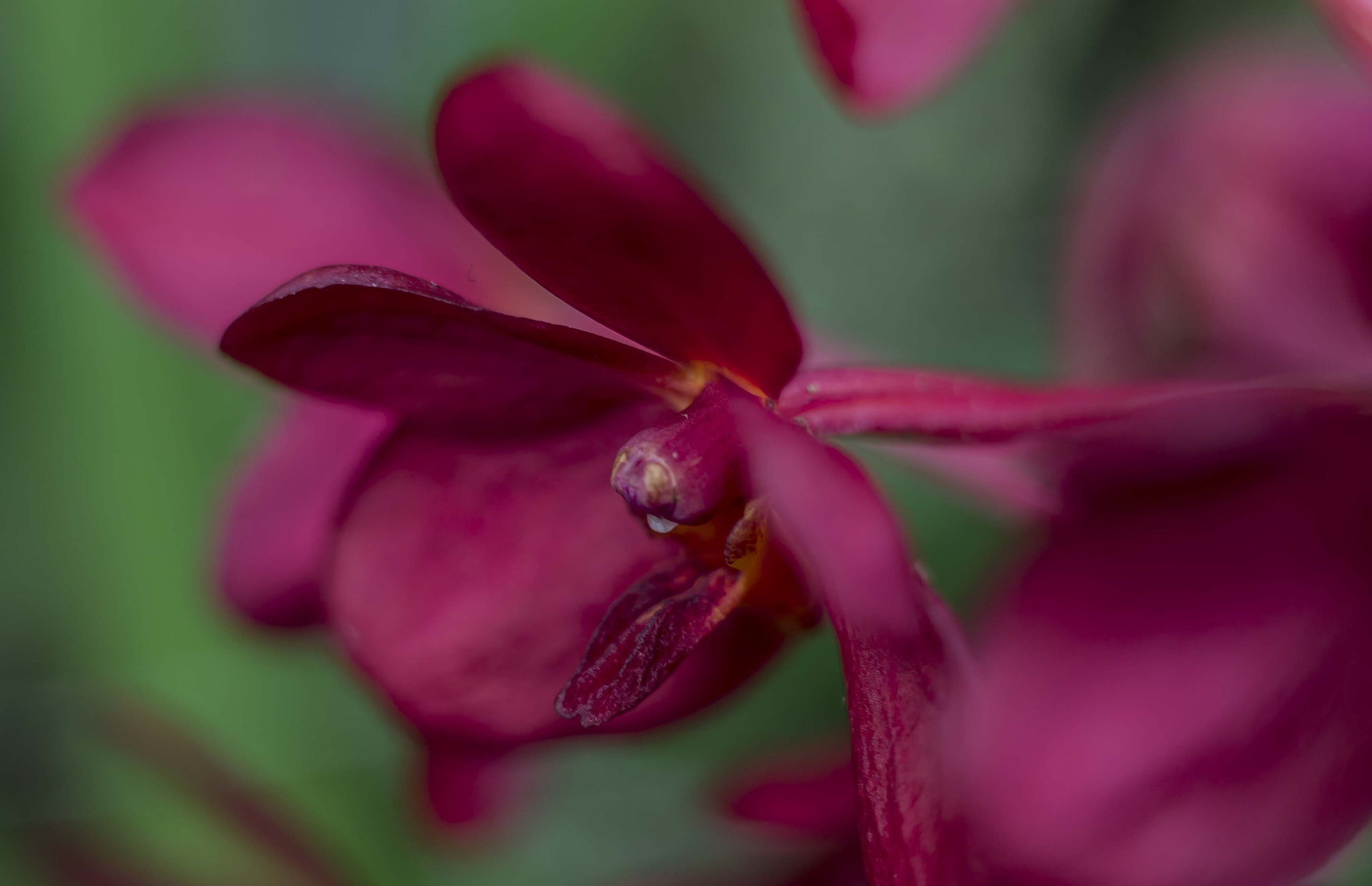 Canon EF 35-80mm f/4-5.6 sample photo