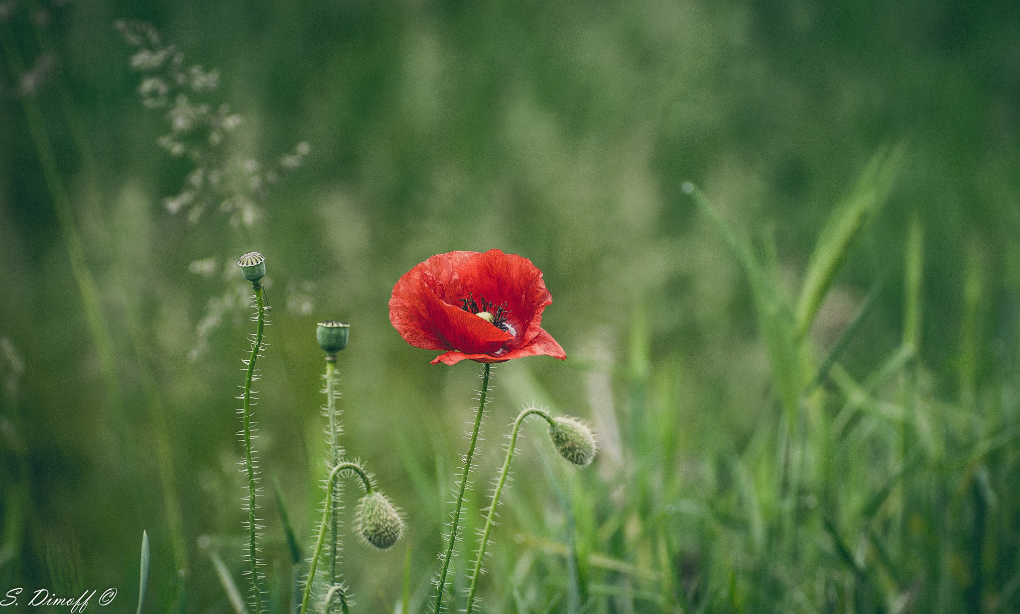 Sony Alpha DSLR-A200 + Tamron SP 70-300mm F4-5.6 Di USD sample photo. Poppy in the middle  photography